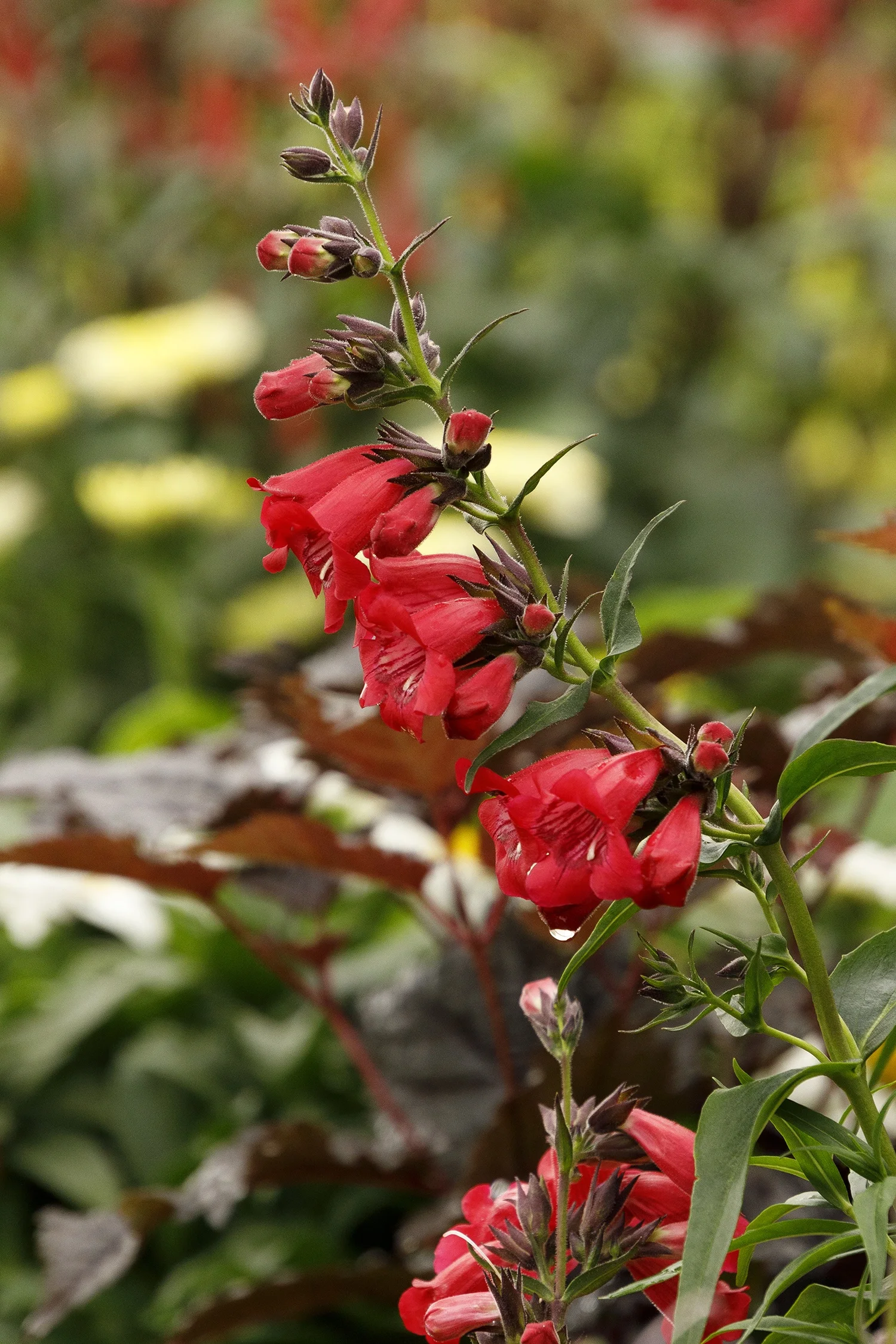 {{#169}}Monrovia, by Doreen Wynja