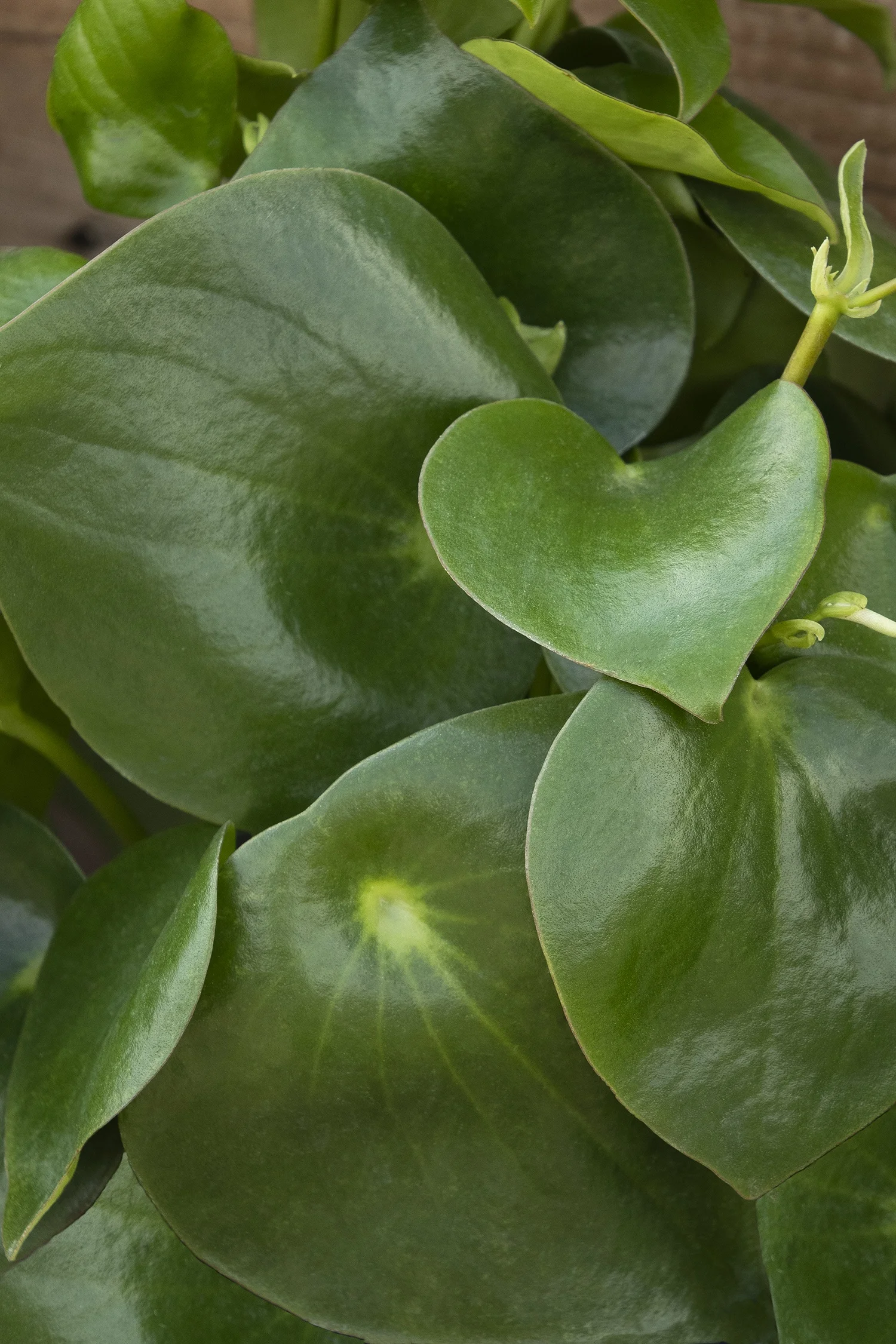 ©Monrovia by Doreen Wynja