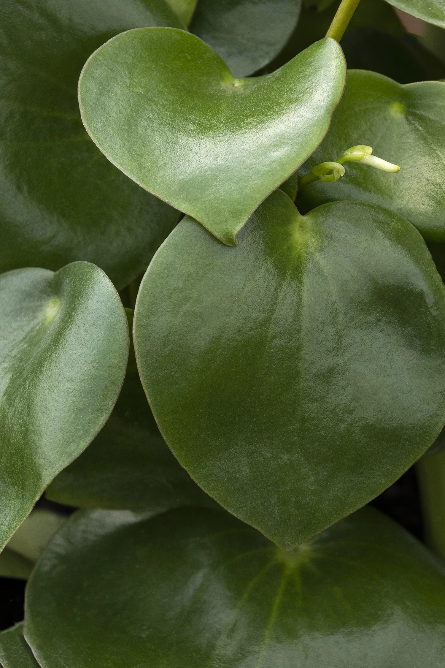 ©Monrovia by Doreen Wynja