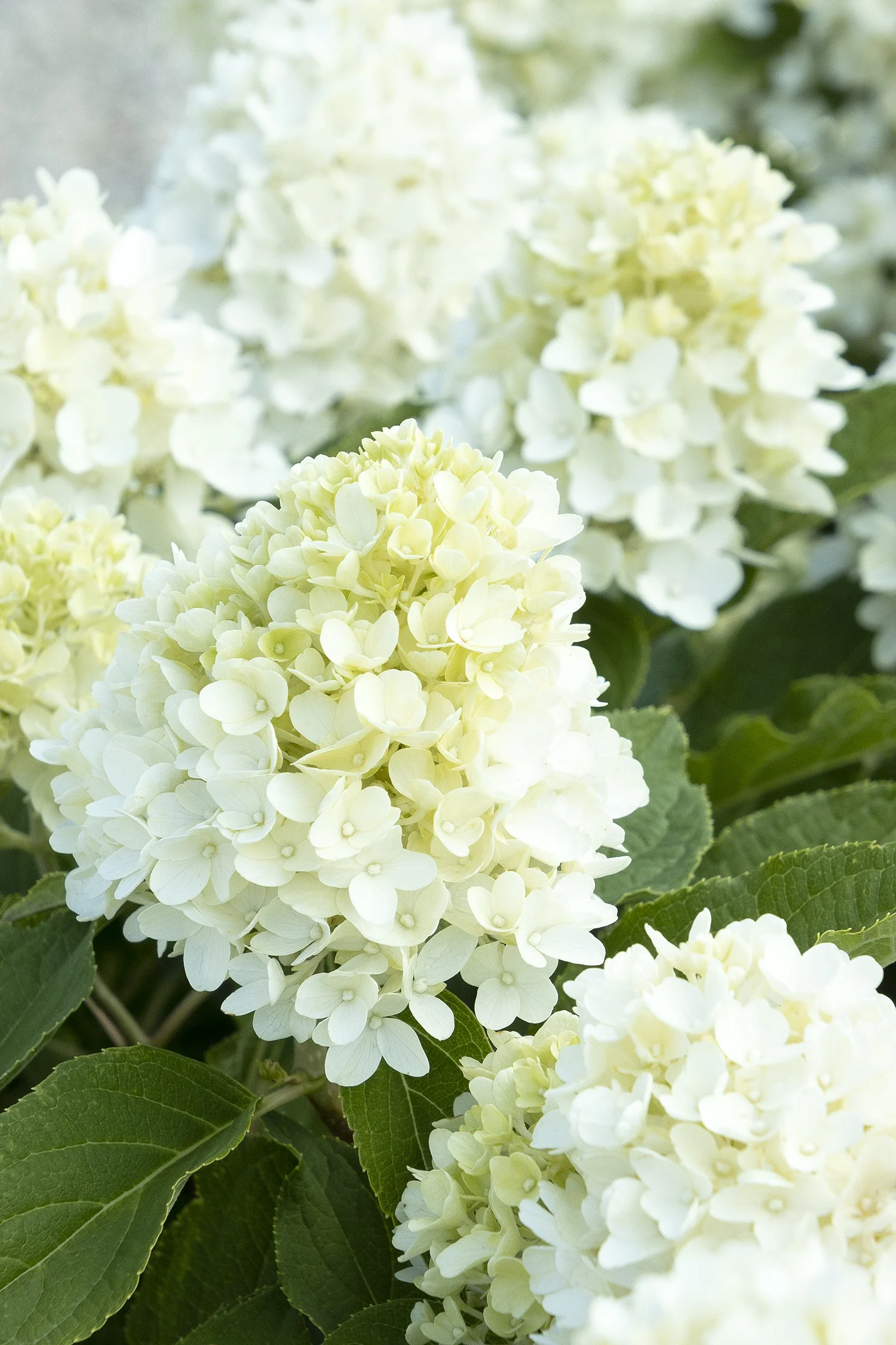 {{#169}}Monrovia, by Doreen Wynja