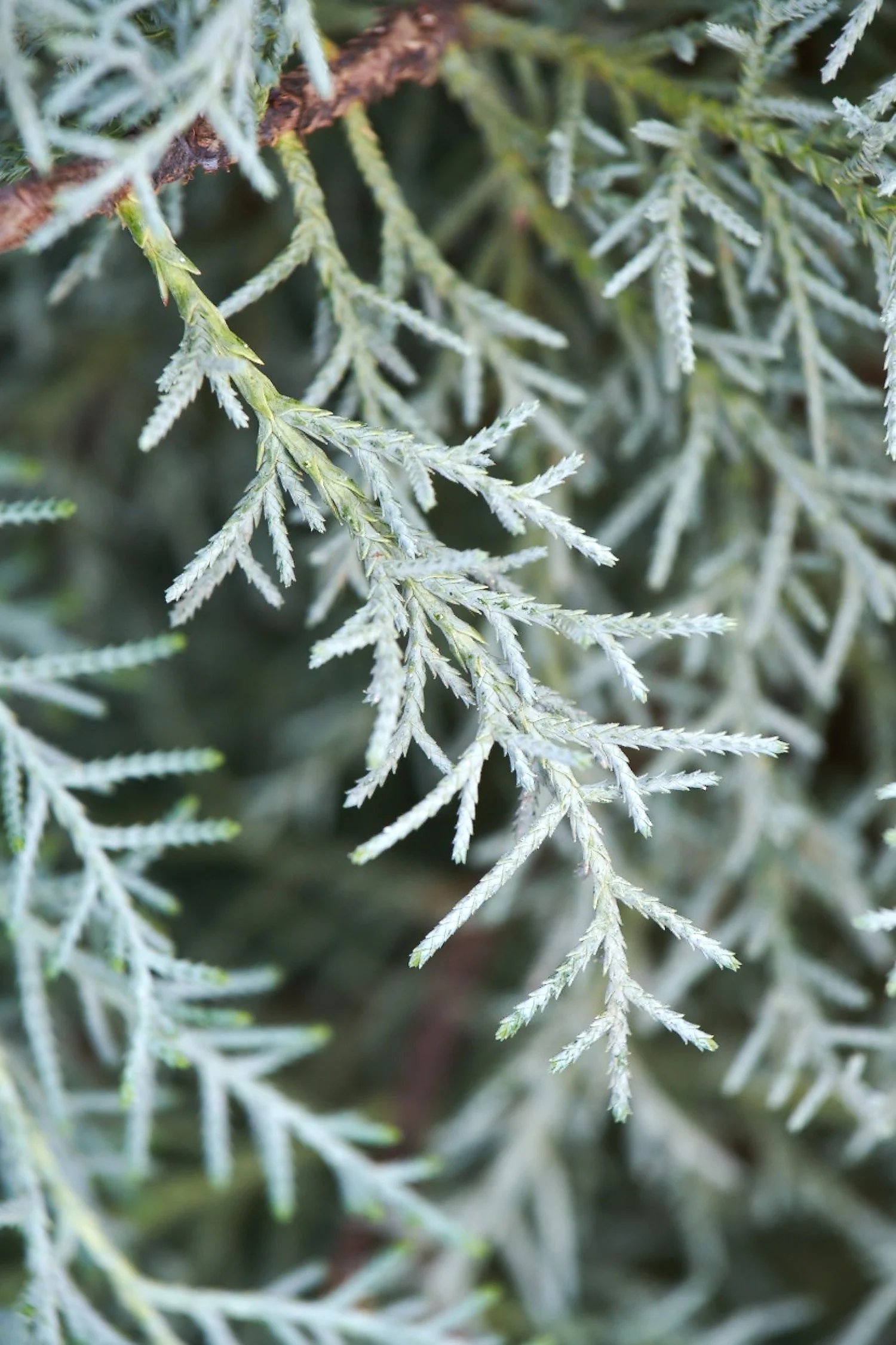 Monrovia, by Brandon Friend-Solis