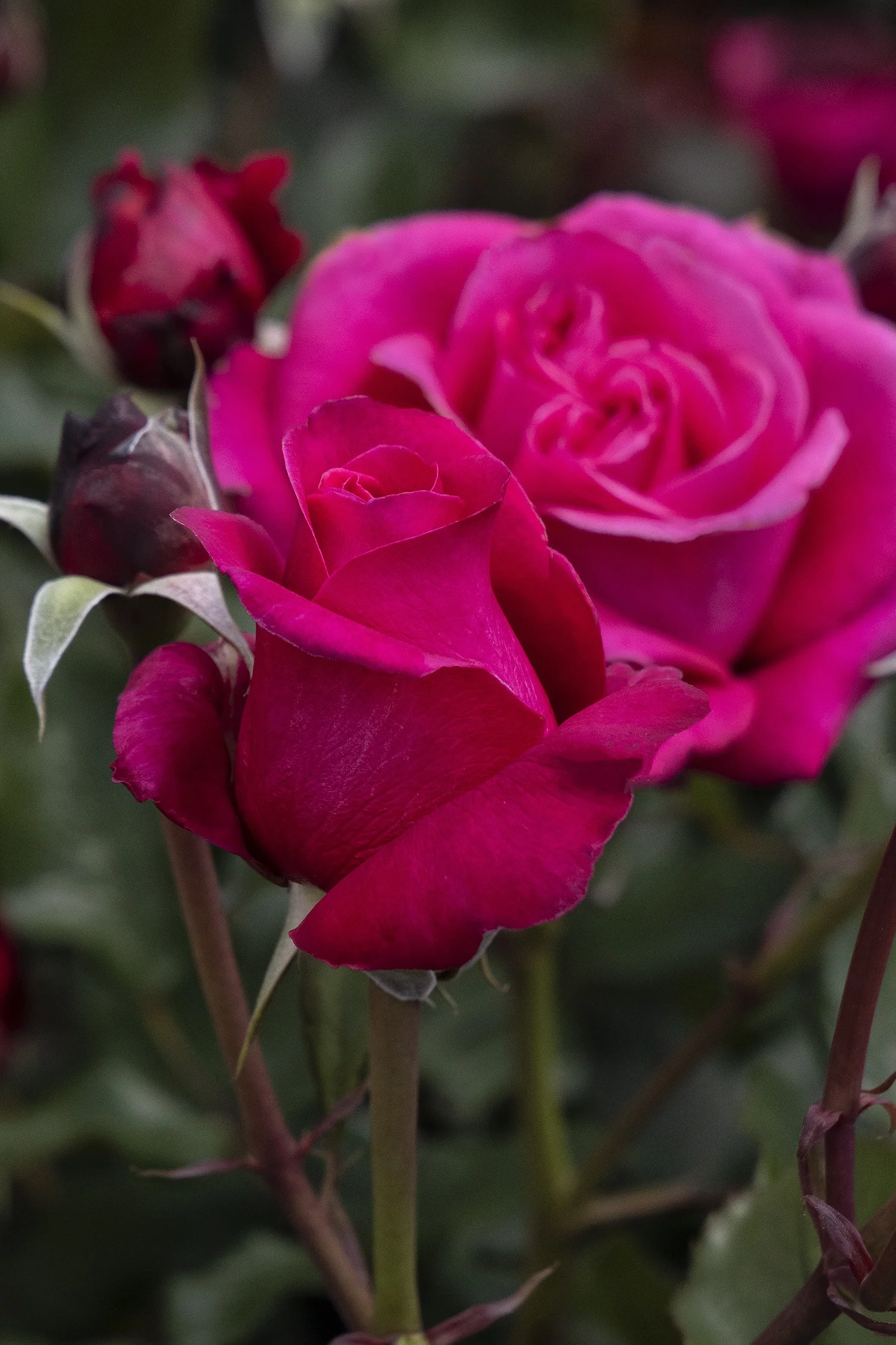 {{#169}}Monrovia, by Doreen Wynja