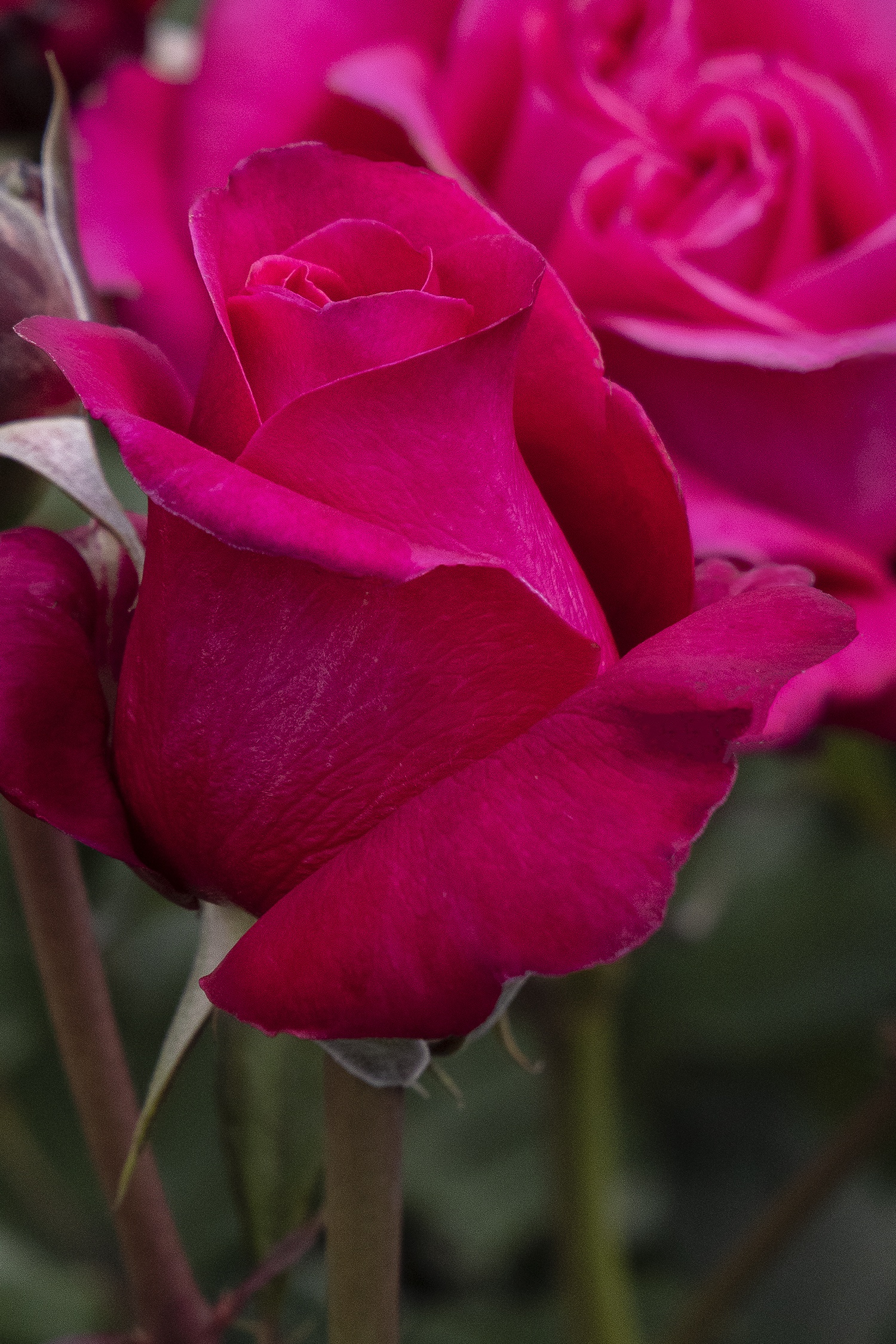 Rose roseカリモク THE FIRST RU-74 M＋オットマン Eau De Parfum® Bling Rose, Rosa 'Noa16079' PP #33,304, Monrovia Plant