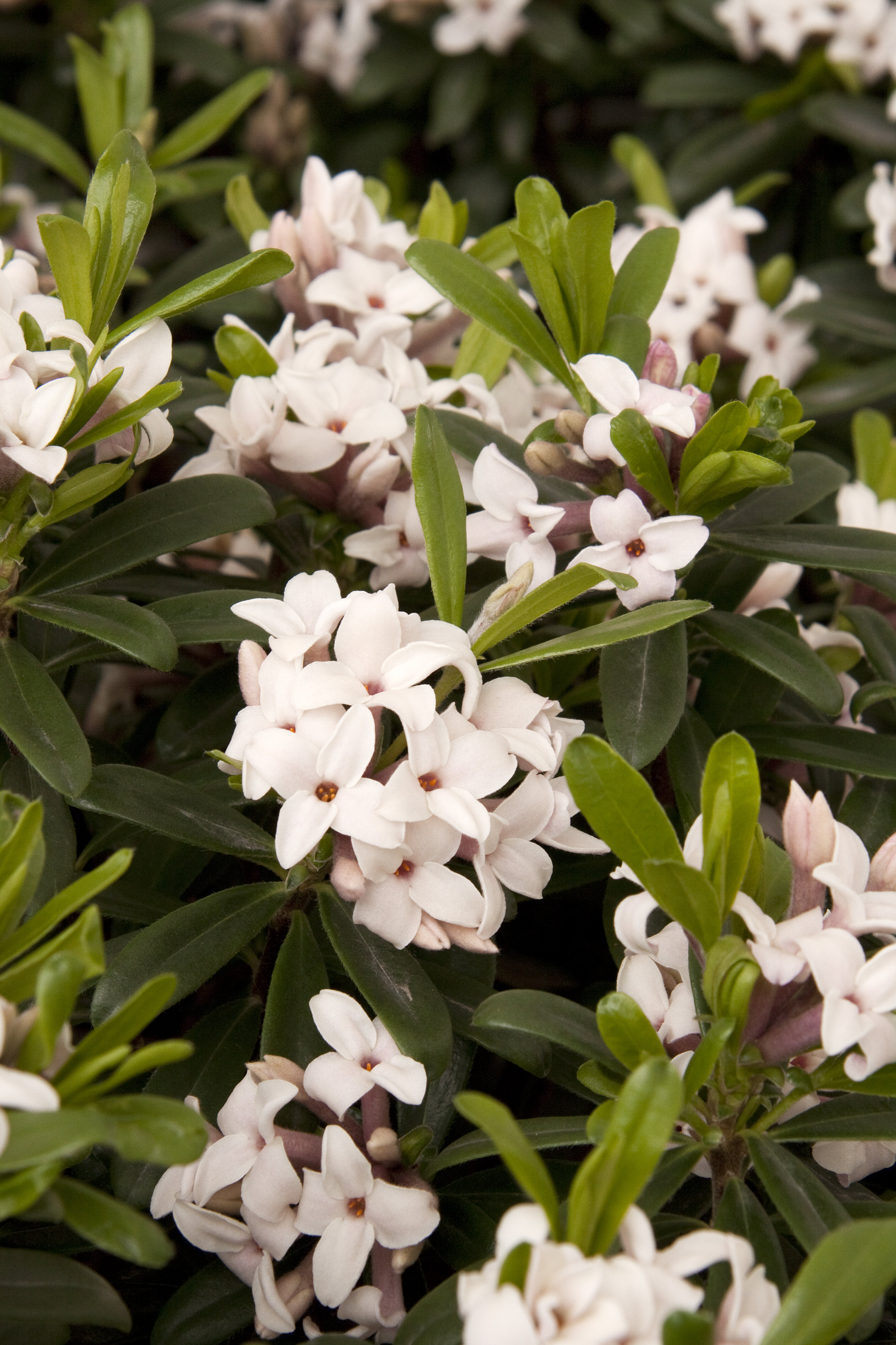 Eternal Fragrance Daphne, Daphne x transatlantica 'BLAFRA' PP #18,361
