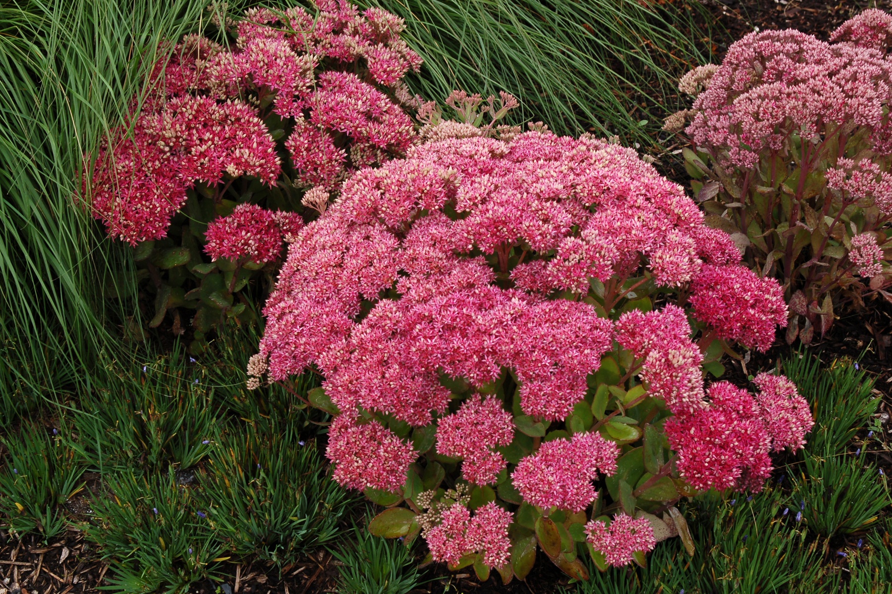 Monrovia Mr. Goodbud Sedum