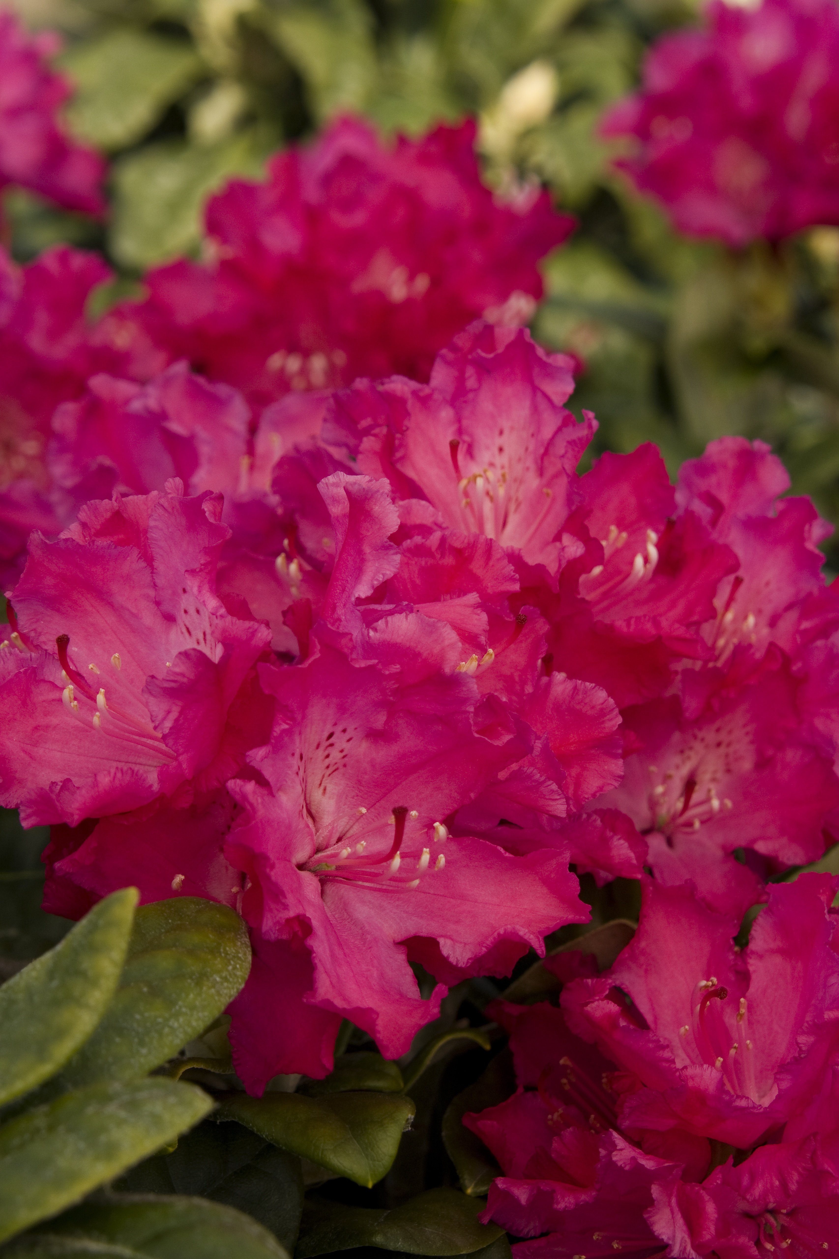 Hellikki Rhododendron, Rhododendron x 'Hellikki' (H-1), Monrovia Plant