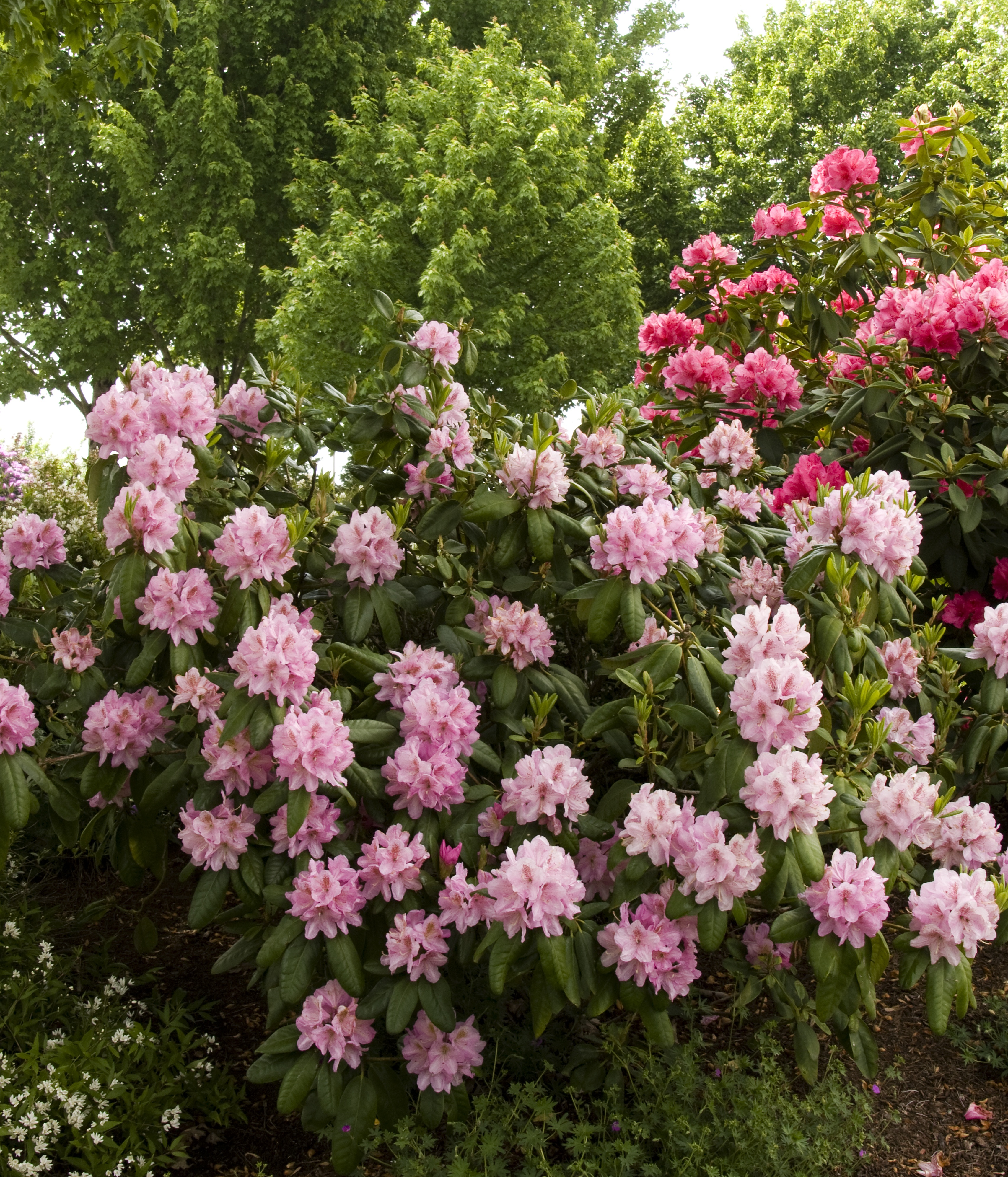 Scintillation Rhododendron, Rhododendron x 'Scintillation' (H-2)