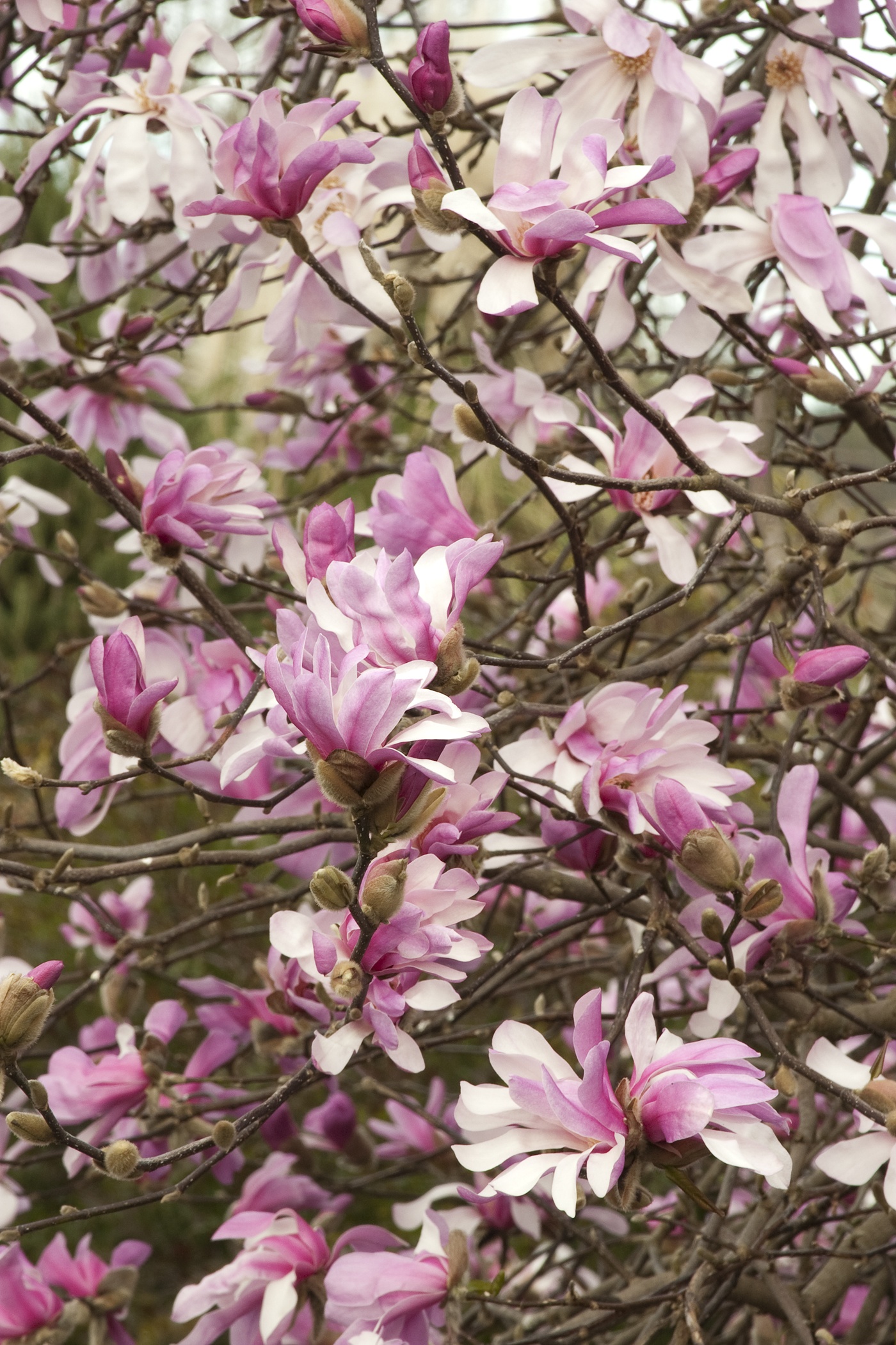 Leonard Messel Magnolia, Magnolia x loebneri 'Leonard Messel'