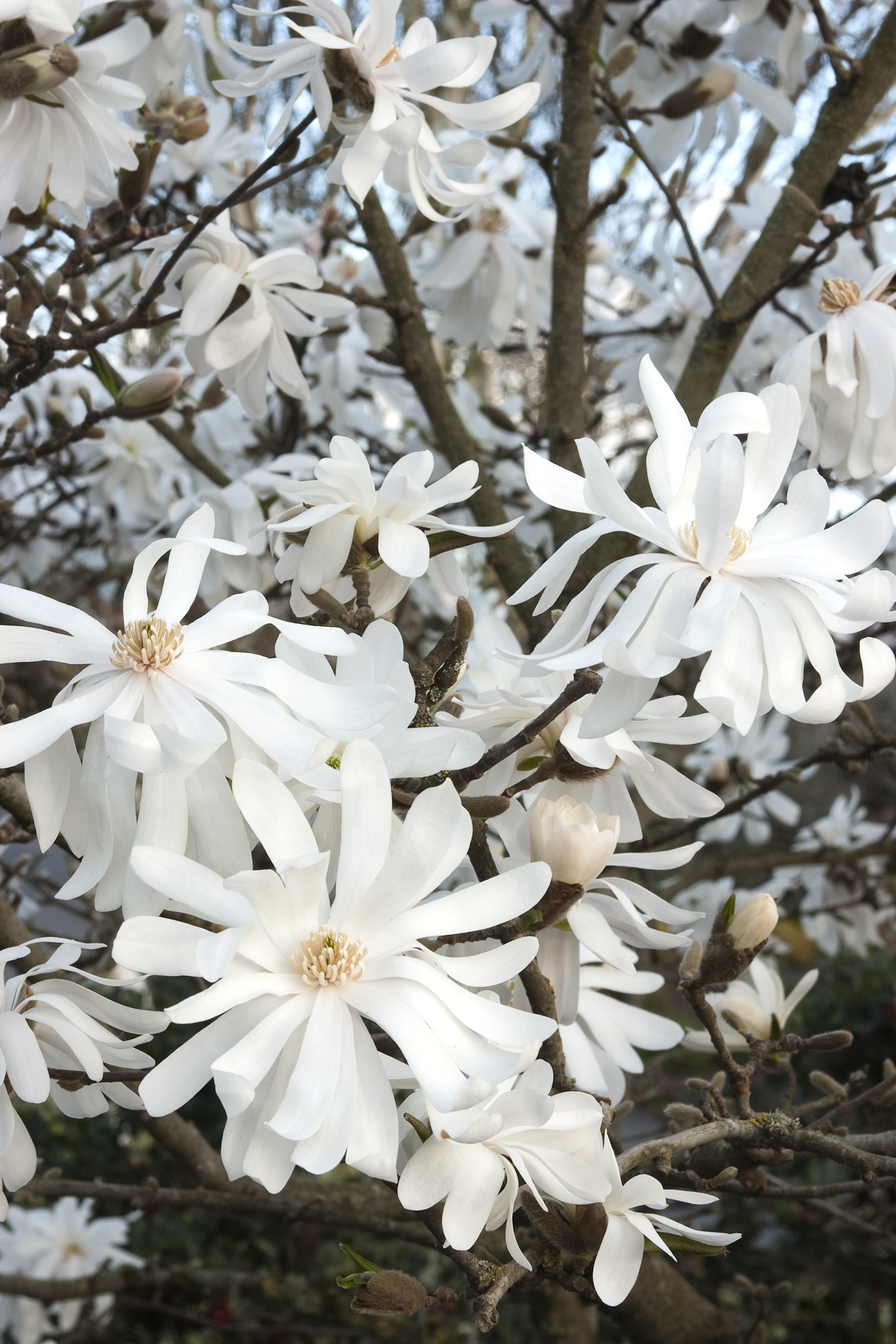 Monrovia Royal Star Magnolia - Thumbnail 3