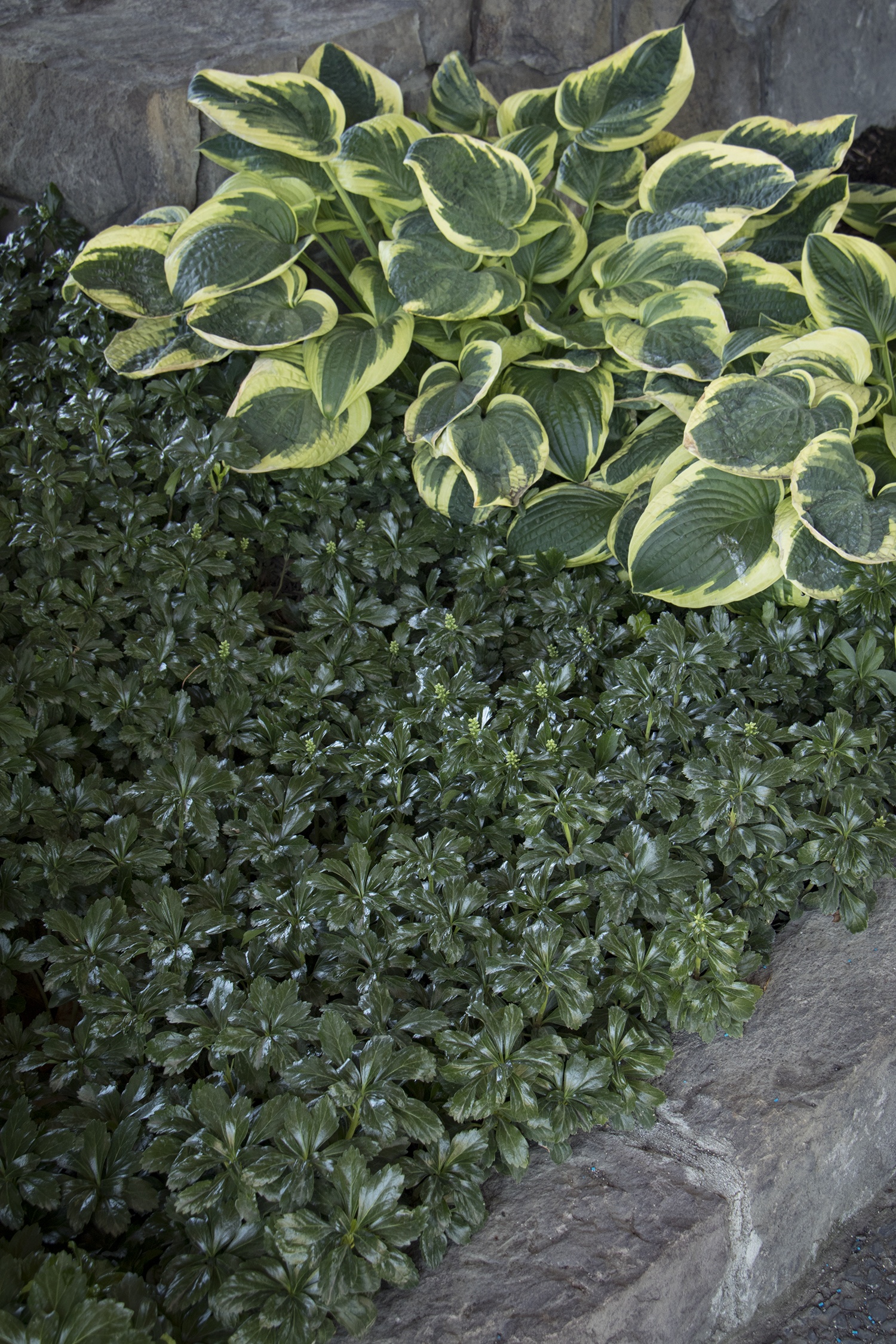 Monrovia Green Sheen Japanese Spurge