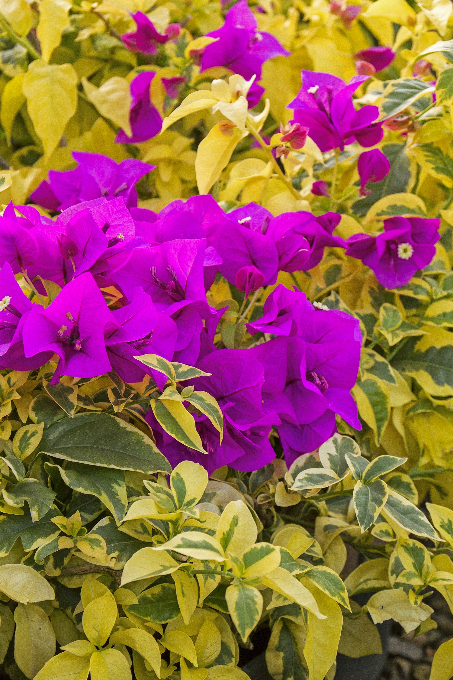 Golden Jackpot Bougainvillea, Bougainvillea hybrid 'MonSam'
