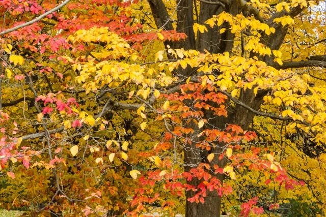 Persian Ironwood (Parrotia persica) canopy in full autumn color, displaying vibrant red, orange, and golden-yellow foliage across multiple branches against dark trunk, demonstrating mature seasonal transformation.