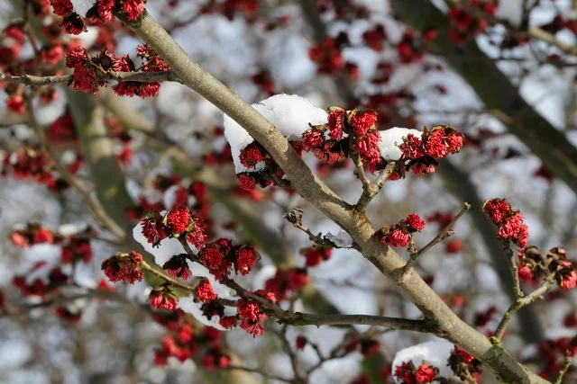 Persian Ironwood (Parrotia persica) branch displaying bright red flower clusters dusted with snow, showing winter ornamental interest and early spring blooms before leaf emergence.