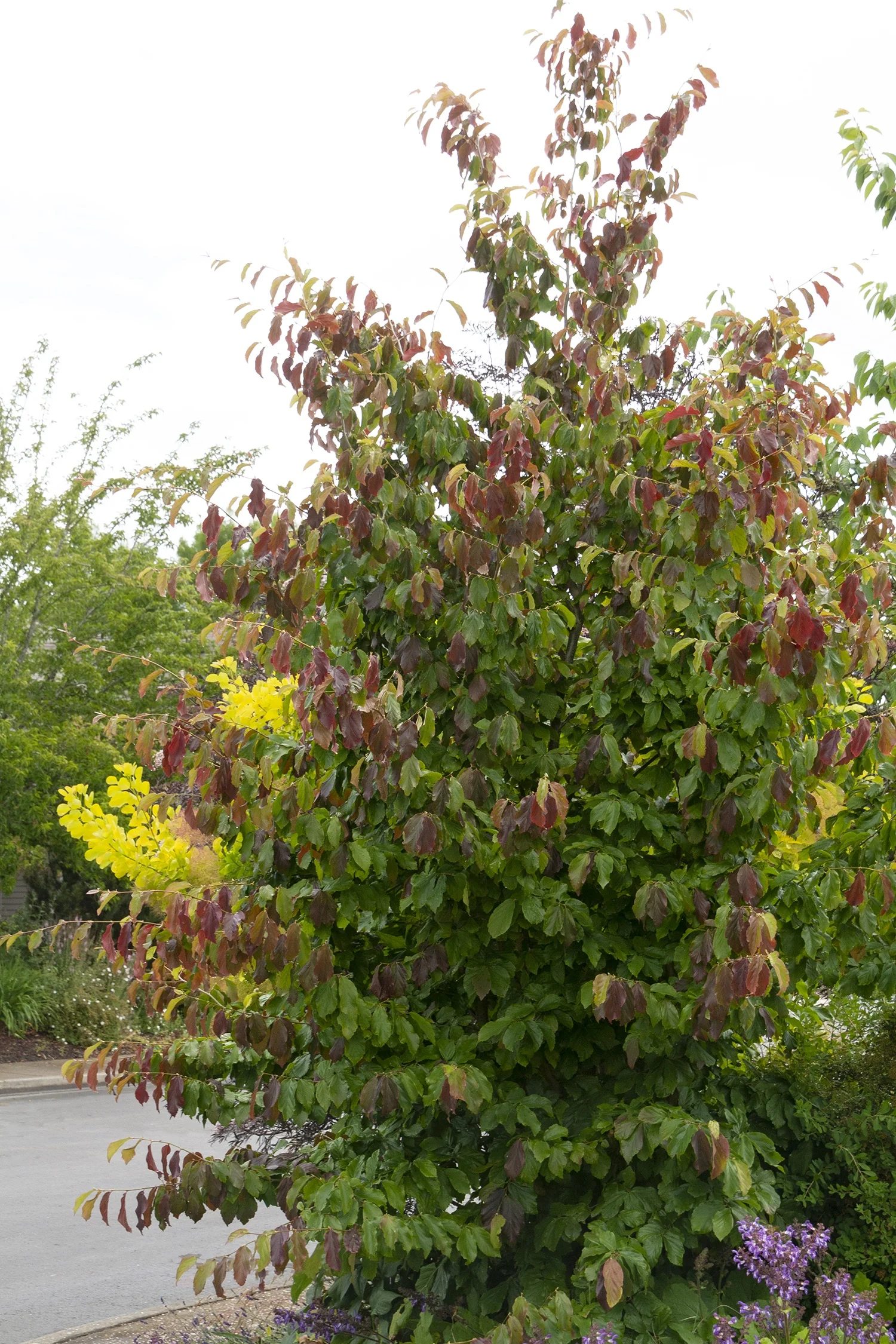 Persian Ironwood (Parrotia persica) displaying upright branching structure with compound leaves in varied fall colors—green, yellow, and deep burgundy-red tones. Specimen shown in a landscape border with yellow flowering shrub to the left and purple flowers nearby, demonstrating mature landscape presence and seasonal foliage display.