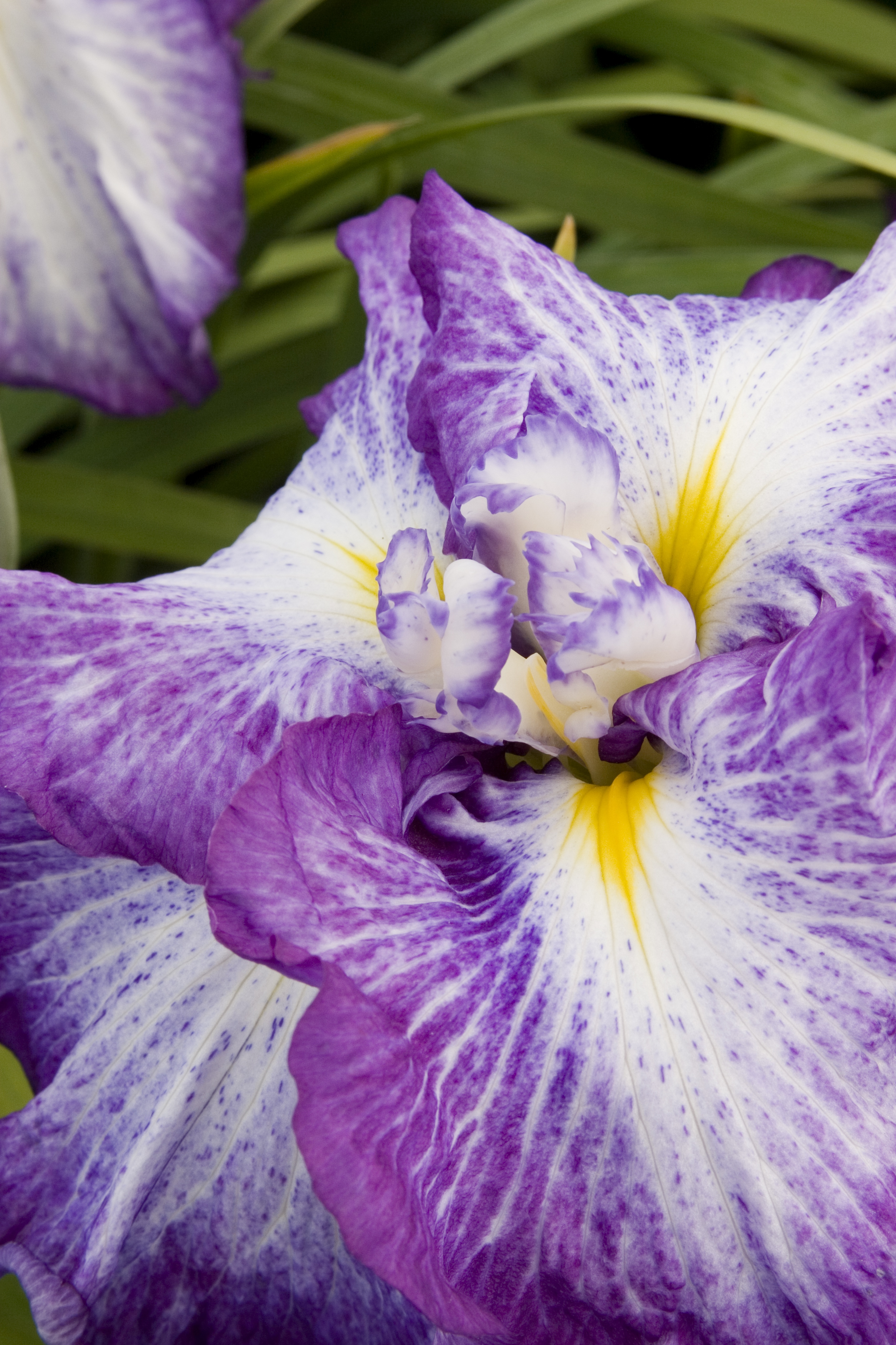 Cascade Spice Japanese Iris, Iris ensata 'Cascade Spice', Monrovia