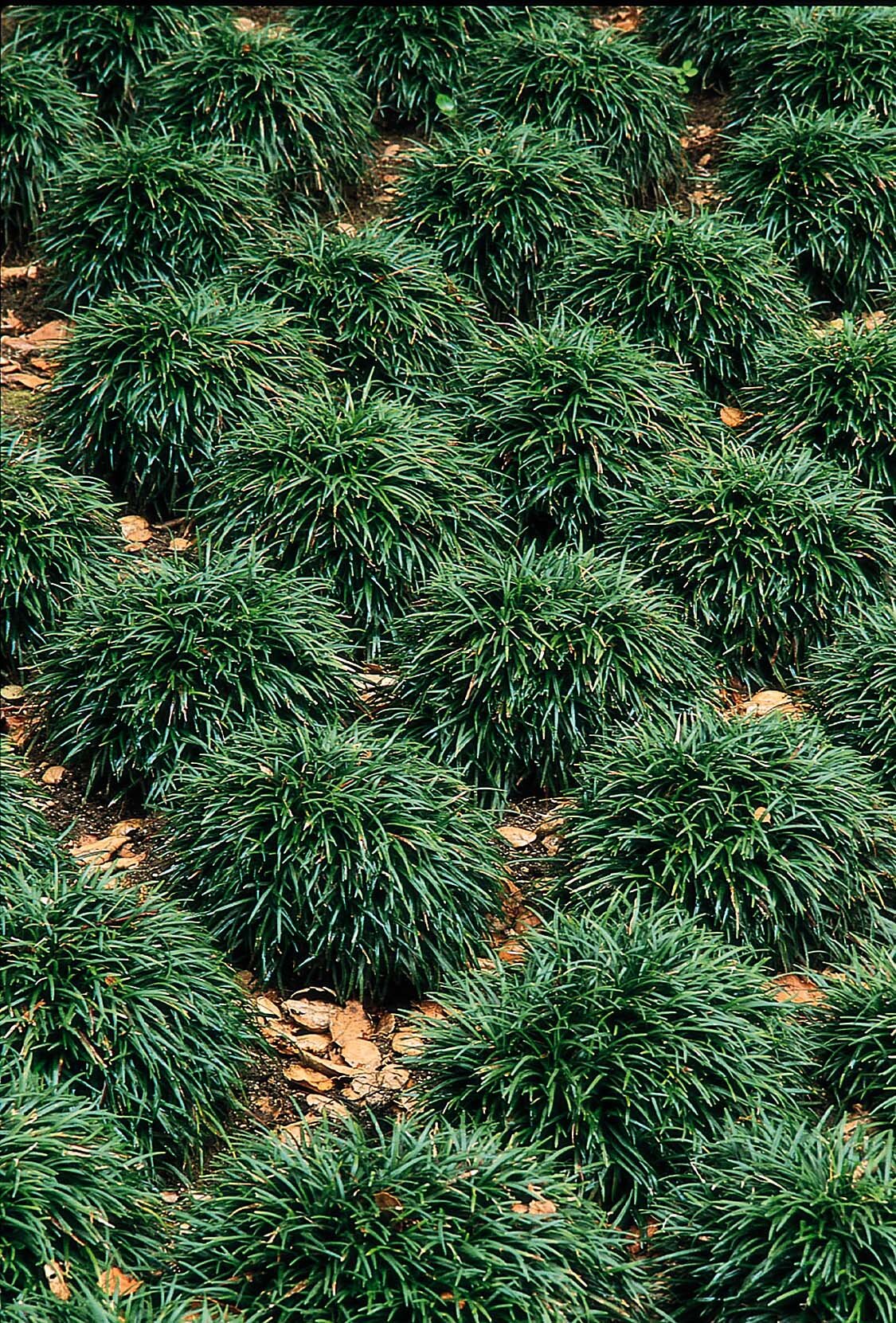 Dwarf Mondo Grass, Ophiopogon japonicus 'Nanus', Monrovia Plant