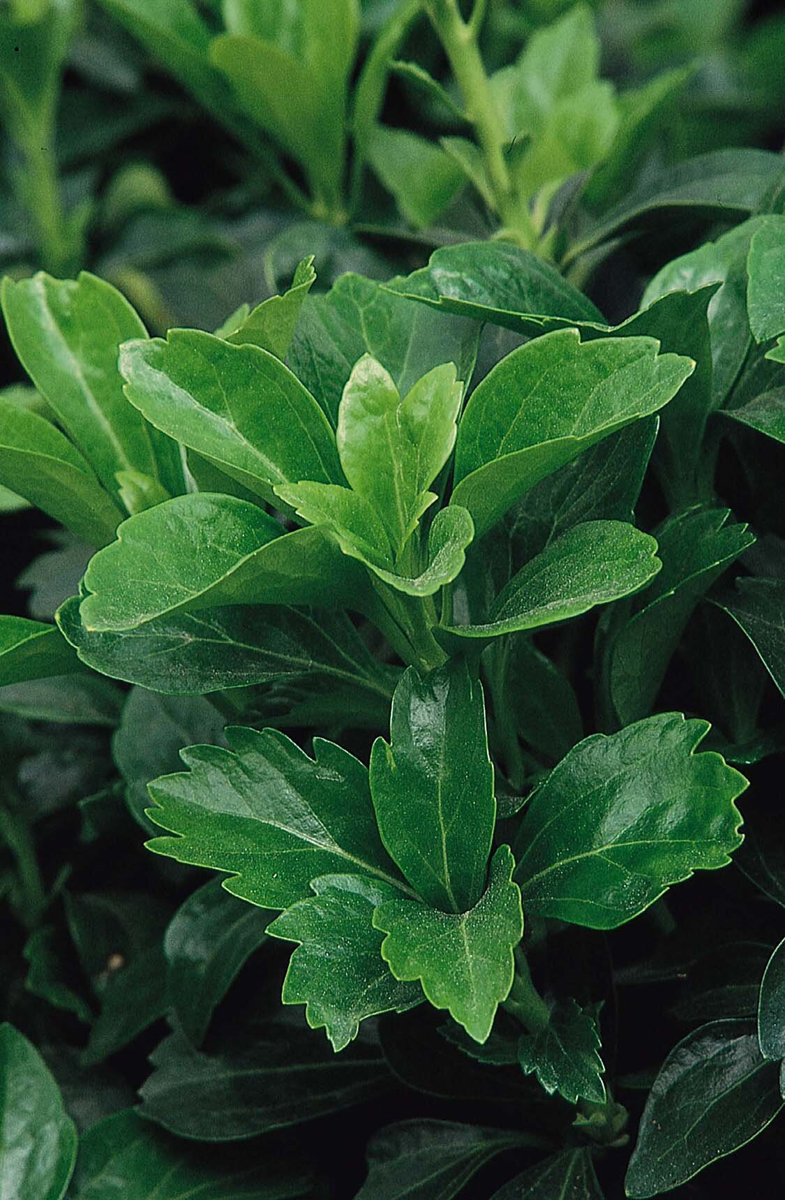 サボテン Opuntiarhodantha v. nigra Green Sheen Japanese Spurge, Pachysandra terminalis 'Green Sheen'