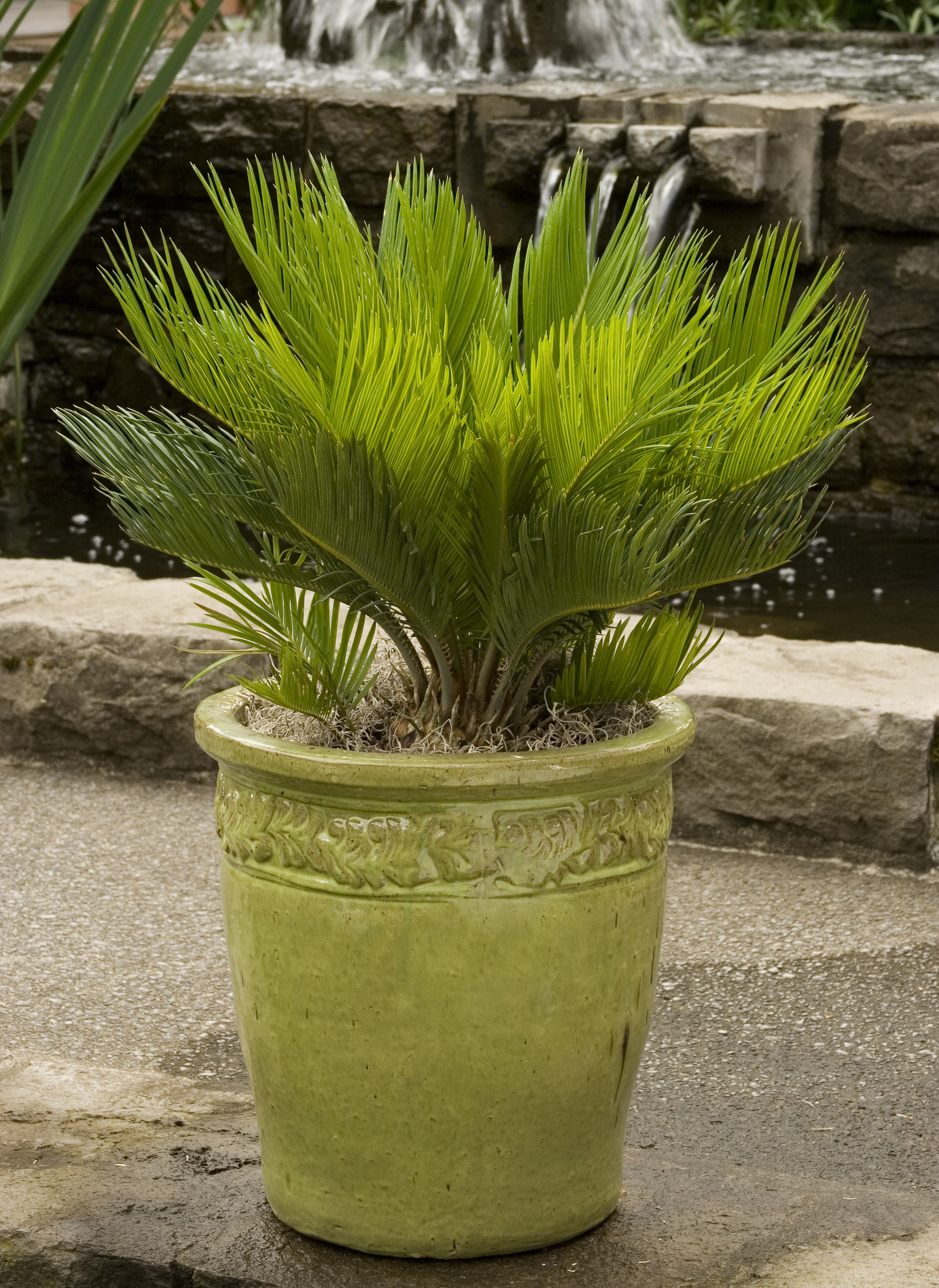 Sago Palm, Cycas revoluta, Monrovia Plant