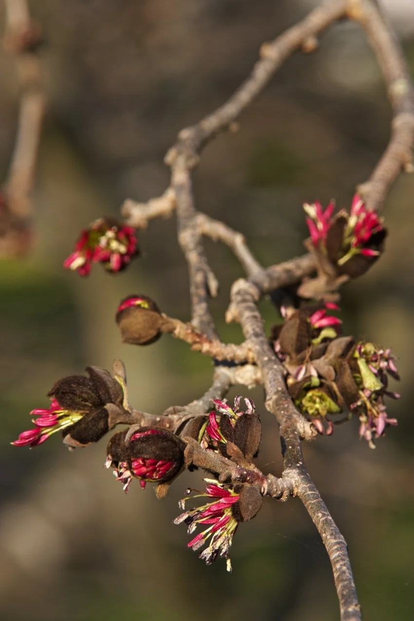 Close-up of Persian Ironwood (Parrotia persica) branch showing deep crimson flowers with yellow stamens at various stages, paired seed pods developing nearby, and gray bark, demonstrating the plant's distinctive early spring blooms.
