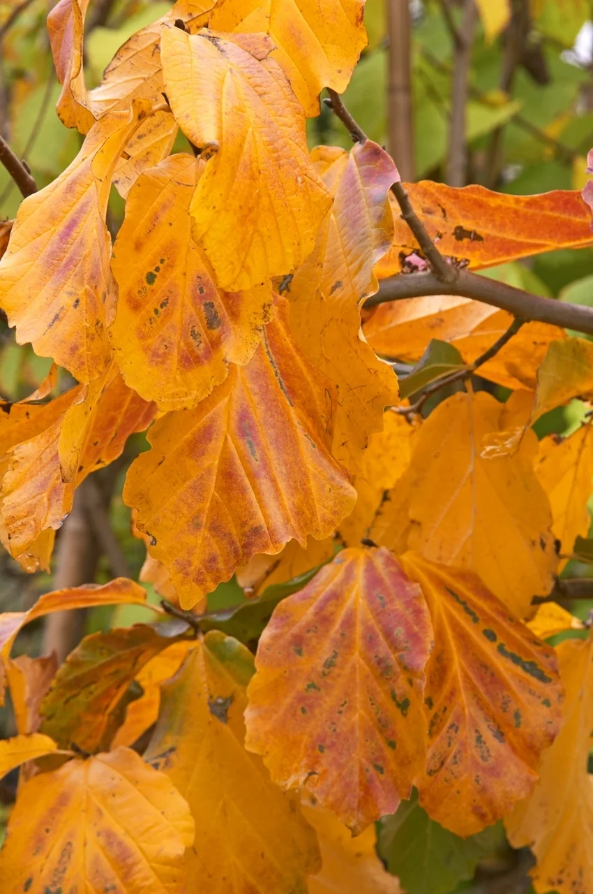 Persian Ironwood (Parrotia persica) displays golden-yellow leaves with burgundy undertones and dark spots, clustered on dark branches against a soft green background, demonstrating vibrant fall foliage color.