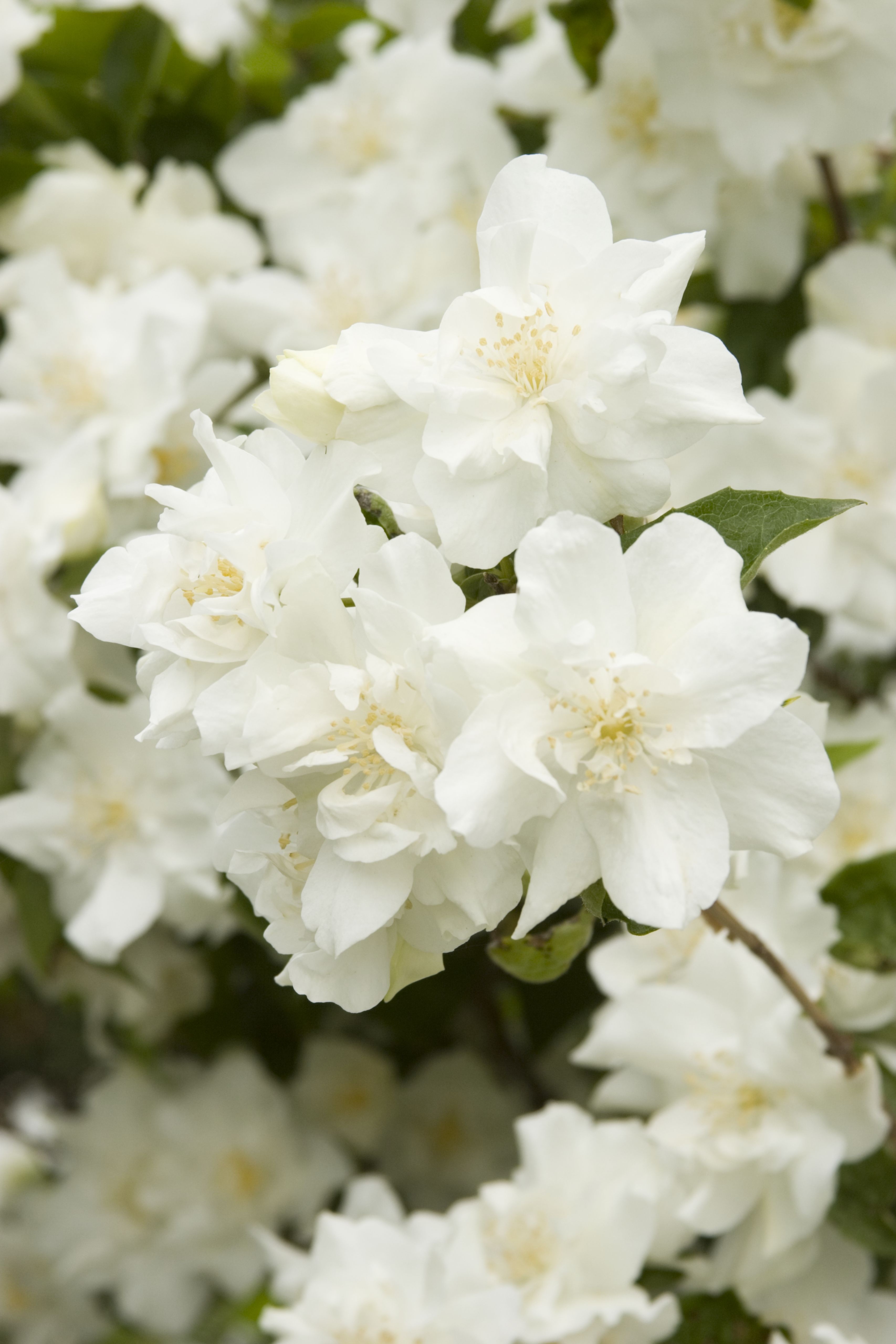 Natchez Mock Orange, Philadelphus x virginalis 'Natchez', Monrovia