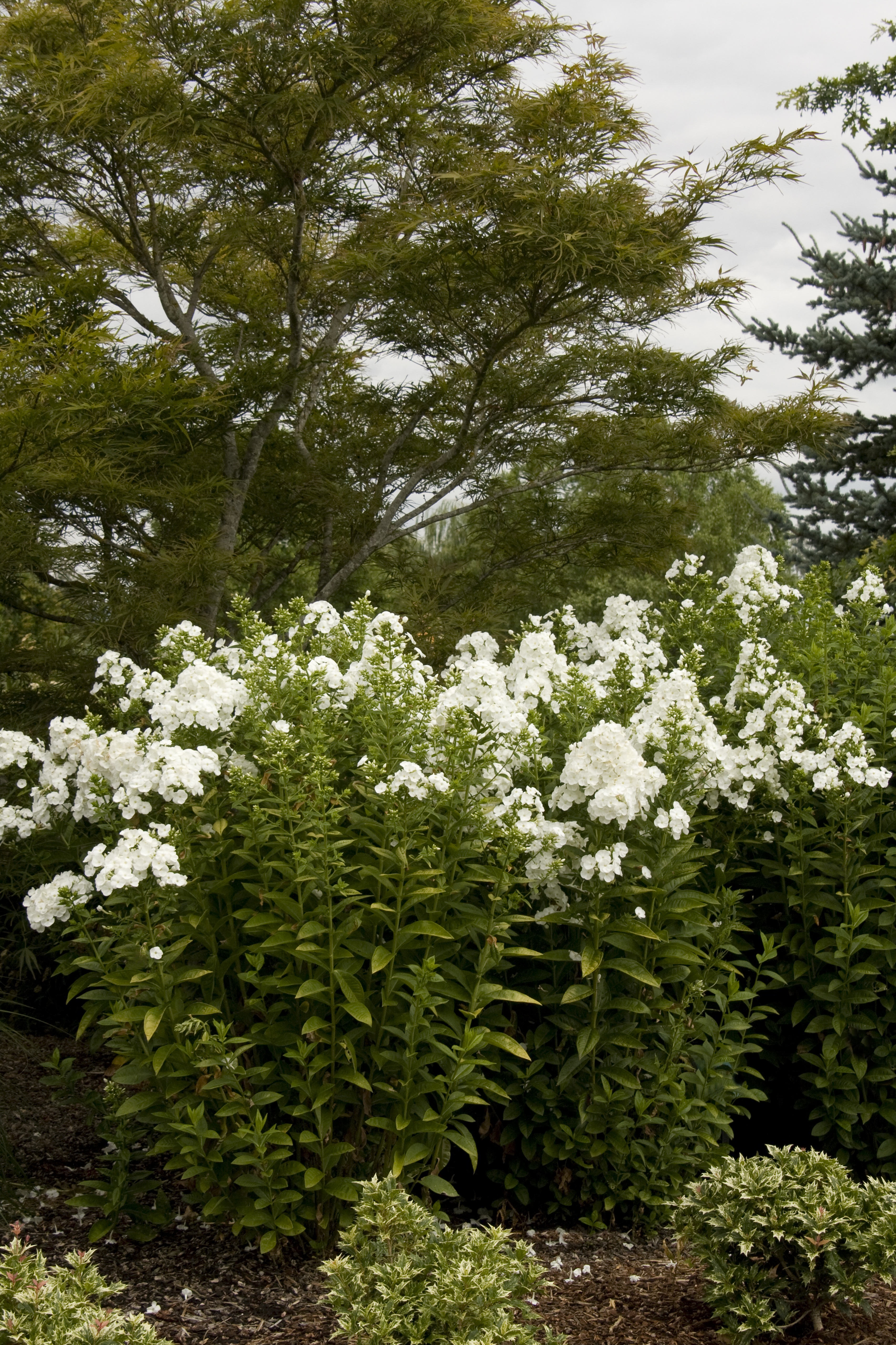 Ice Cap Garden Phlox, Phlox paniculata 'Dasfive', Monrovia Plant
