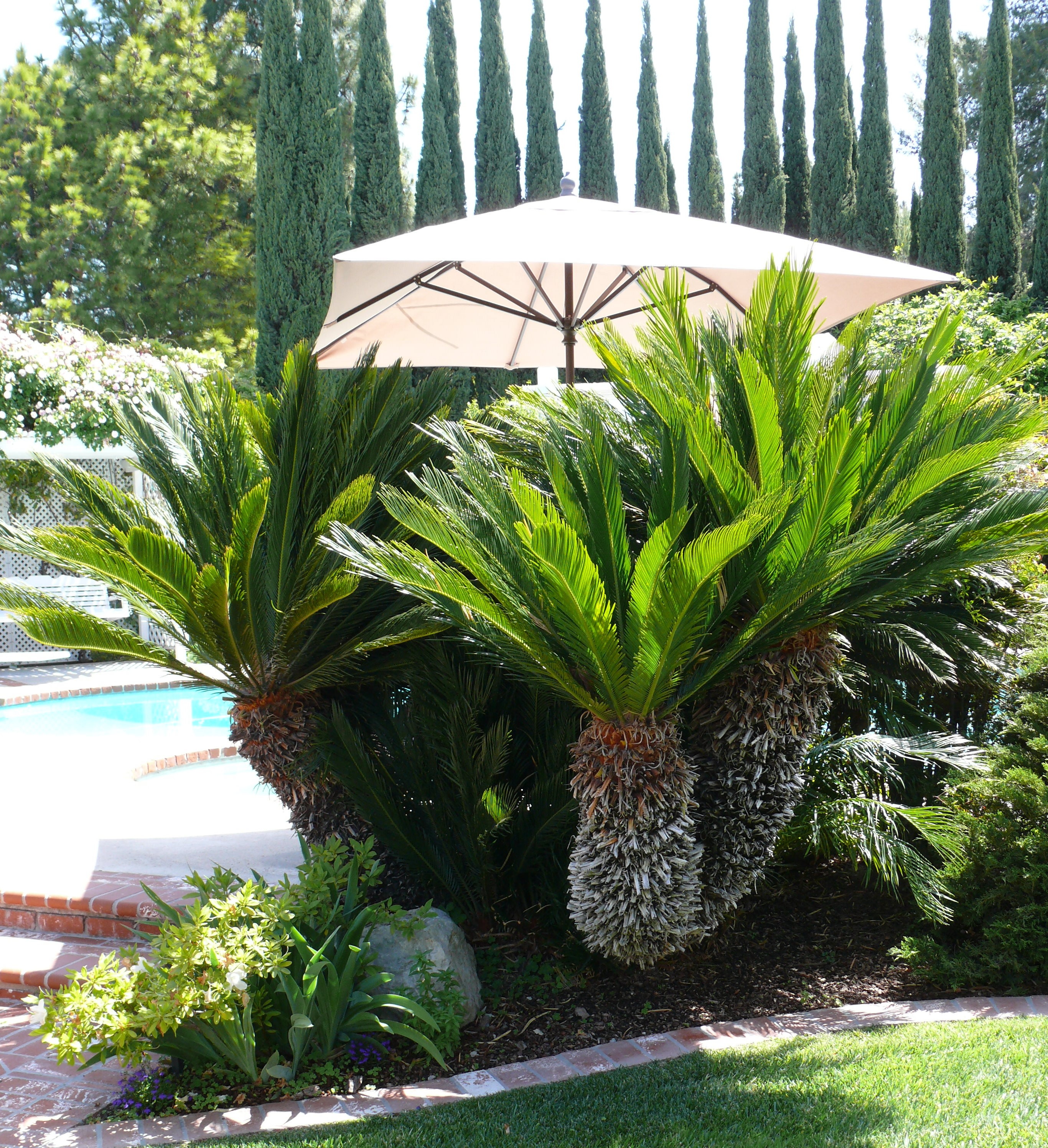 Sago Palm, Cycas revoluta, Monrovia Plant