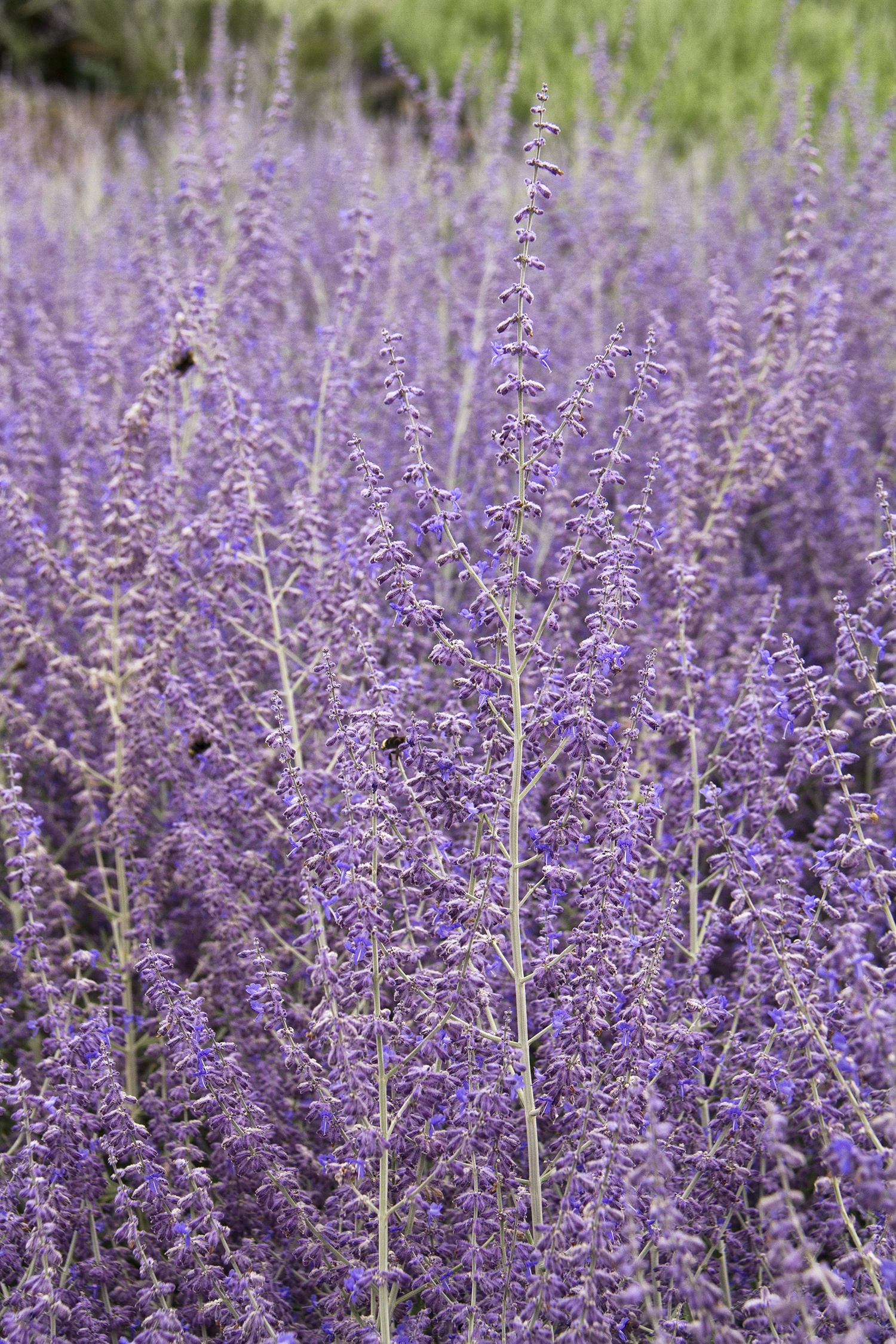 Russian Sage, Perovskia atriplicifolia, Monrovia Plant