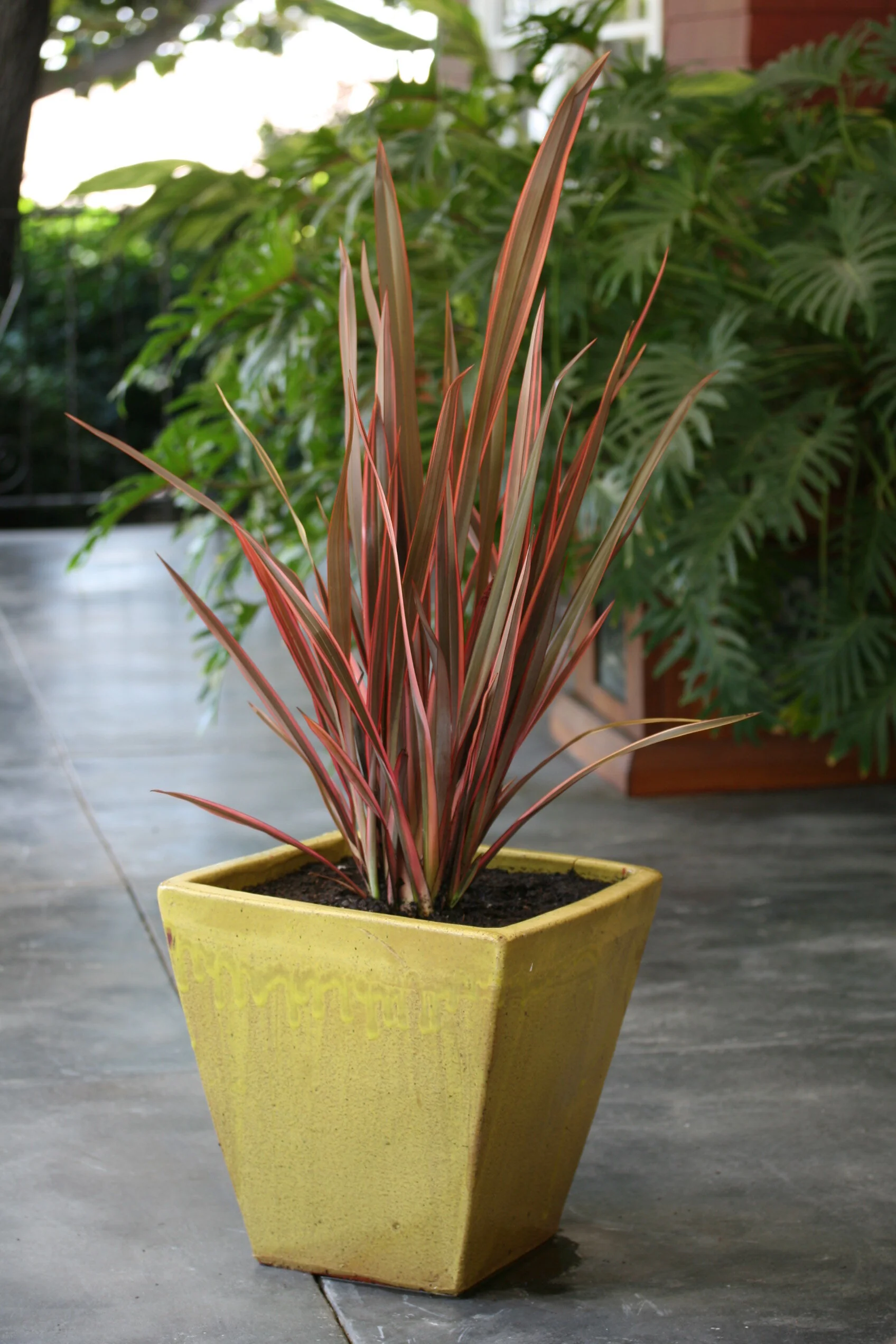 Phormium 'Sundowner' New Zealand Flax with arching, burgundy-red and green striped foliage in a yellow ceramic container, displayed on a paved patio with ferns and tropical plants in the background, showing mature plant form in a decorative pot.