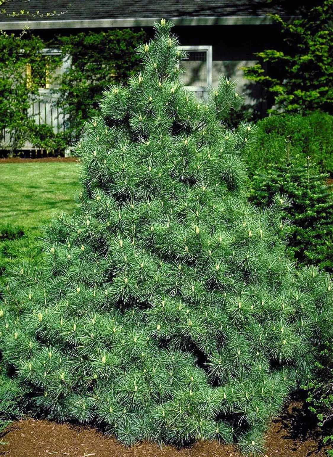 Eastern White Pine (Pinus strobus) displays a dense, pyramidal form with soft, fine-textured blue-green needles arranged in bundles. Photographed in a residential landscape border with lawn and house backdrop, showing mature specimen size and landscape presence.