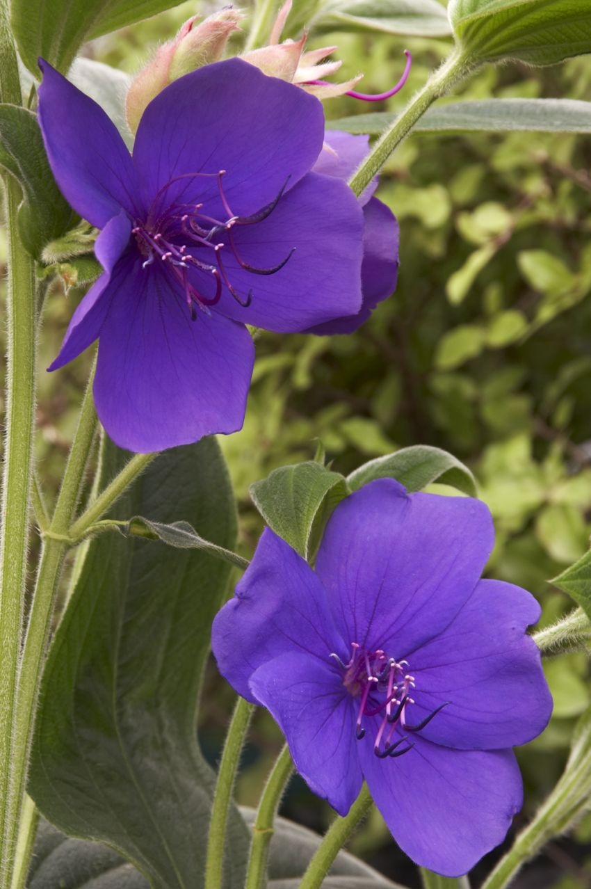 princess flover Princess Flower, Tibouchina urvilleana, Monrovia Plant