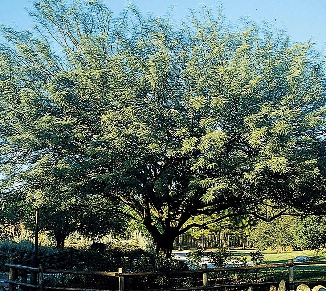 Mature Thornless Chilean Mesquite tree with broad, spreading canopy displaying bright yellow-green feathery foliage against a clear blue sky, photographed in a landscape setting with wooden fence and grass below, showing full-grown form and size.