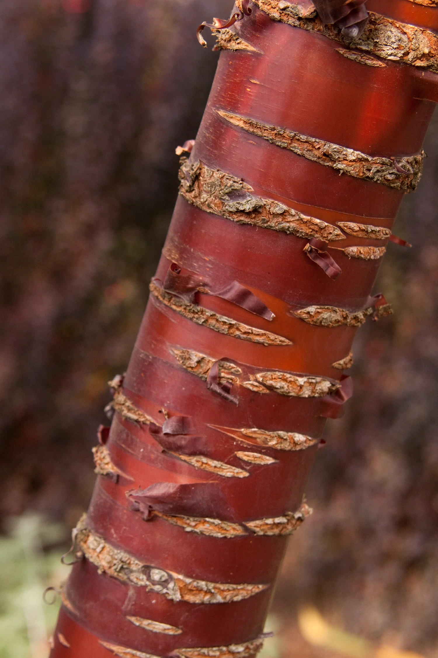Close-up of Mount Fuji Japanese Flowering Cherry (Prunus serrulata 'Mount Fuji') trunk showing deep reddish-brown bark with horizontal lenticels and peeling tan-gray papery layers, highlighting the tree's distinctive ornamental stem character.