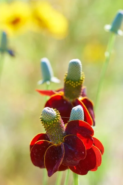 Close-up of Mexican Hat (Ratibida columnifera) flowers displaying deep red drooping petals and distinctive tall, yellow-green conical centers, with additional blooms softly blurred in background, showing the plant's unique flower structure.
