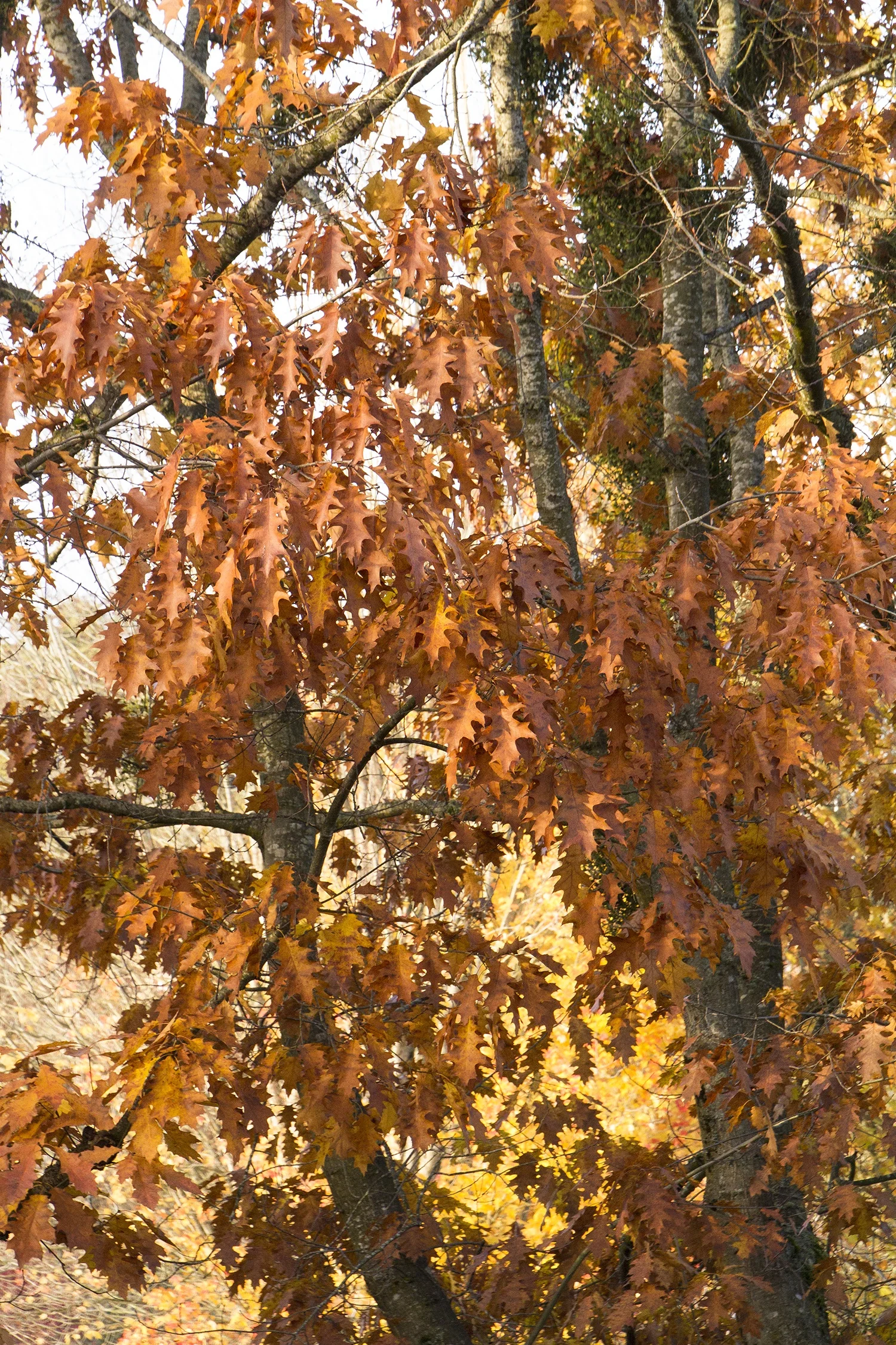 Northern Red Oak (Quercus rubra) displaying vibrant autumn foliage in shades of rust, orange, and golden yellow. Deeply lobed leaves dangle from dark branches with moss-covered trunks visible, showing mature tree's fall color transformation in a landscape setting.