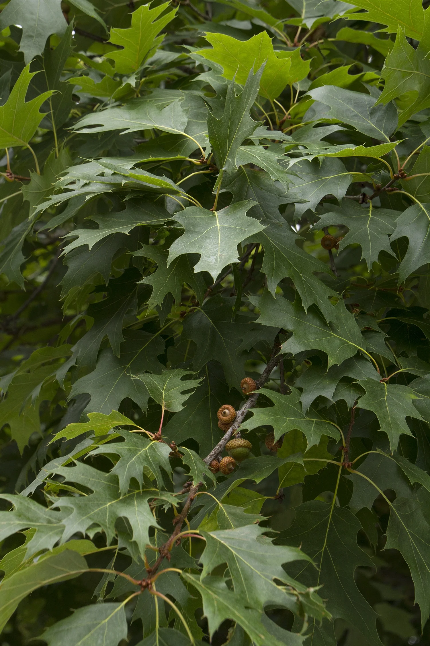 Northern Red Oak (Quercus rubra) foliage close-up showing deeply lobed, bright green leaves with reddish-brown acorns developing on branching stems, demonstrating the tree's characteristic leaf shape and early fruit production.