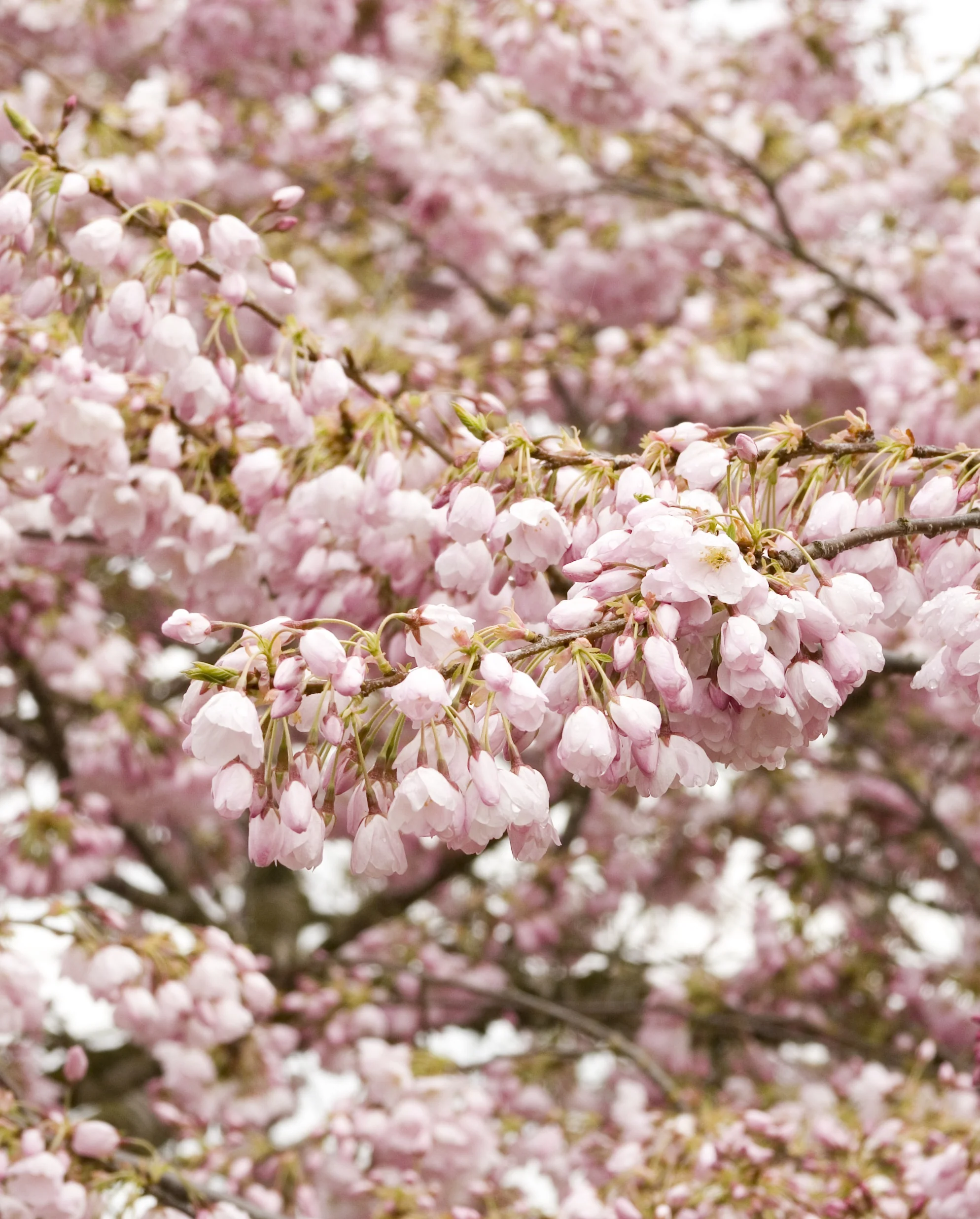 Close-up of Akebono Yoshino Cherry (Prunus x yedoensis 'Akebono') displaying abundant pale pink double flowers densely clustered along branches with green foliage, showing peak spring bloom stage to illustrate the ornamental flowering display.