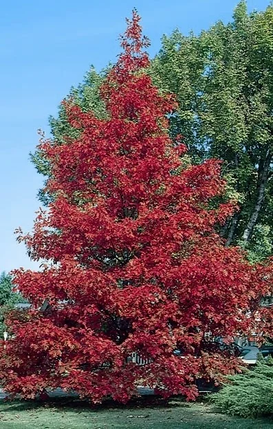 Northern Red Oak (Quercus rubra) displaying brilliant crimson fall foliage in a pyramidal form, photographed in a landscape setting with green shade trees nearby, showing mature seasonal color transformation.
