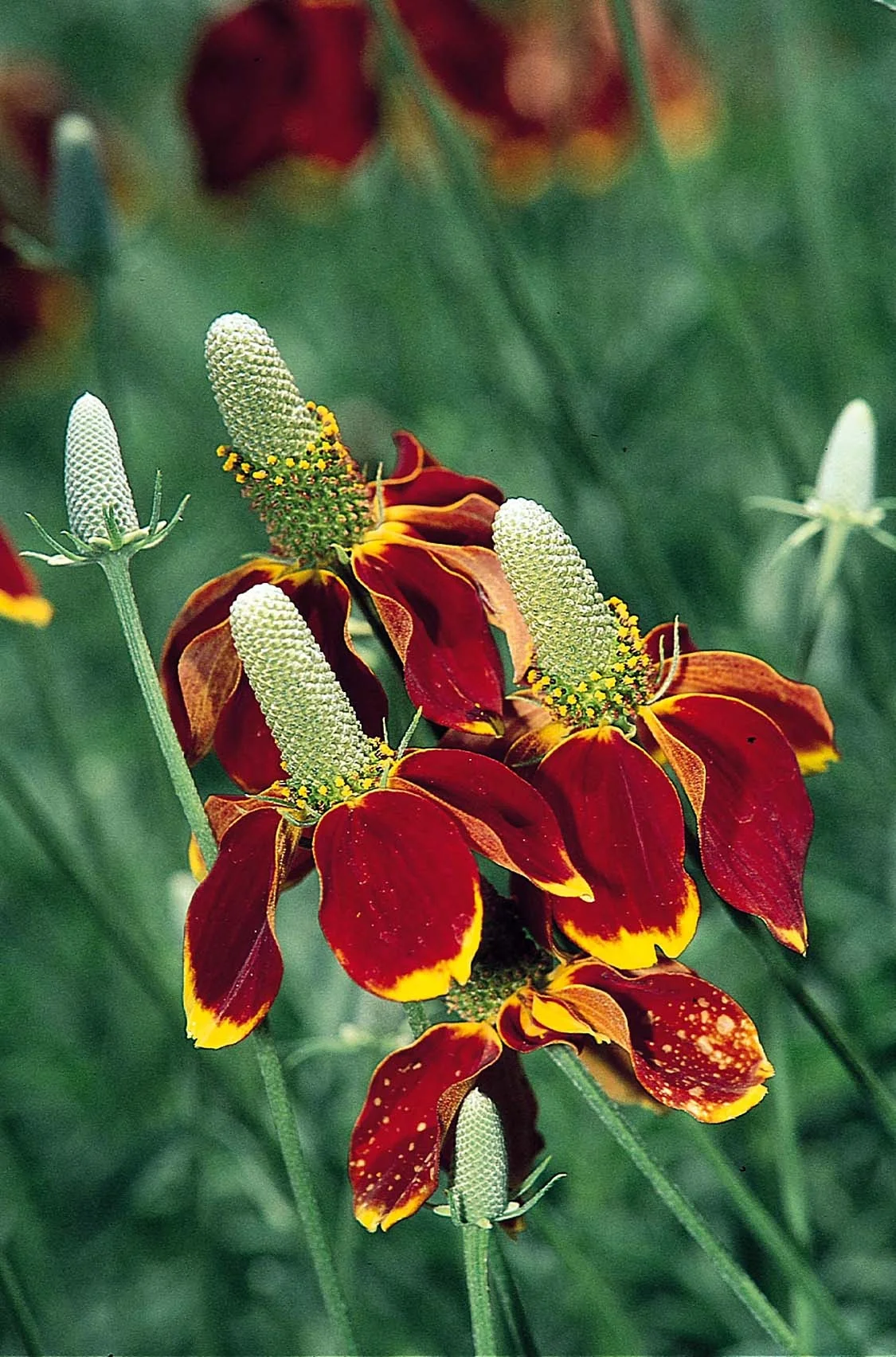 Close-up of Mexican Hat (Ratibida columnifera) showing deep red and yellow petals surrounding tall, greenish-white cone-shaped centers, with unopened buds and green stems visible in soft focus background, demonstrating the flower's distinctive two-toned bloom structure.