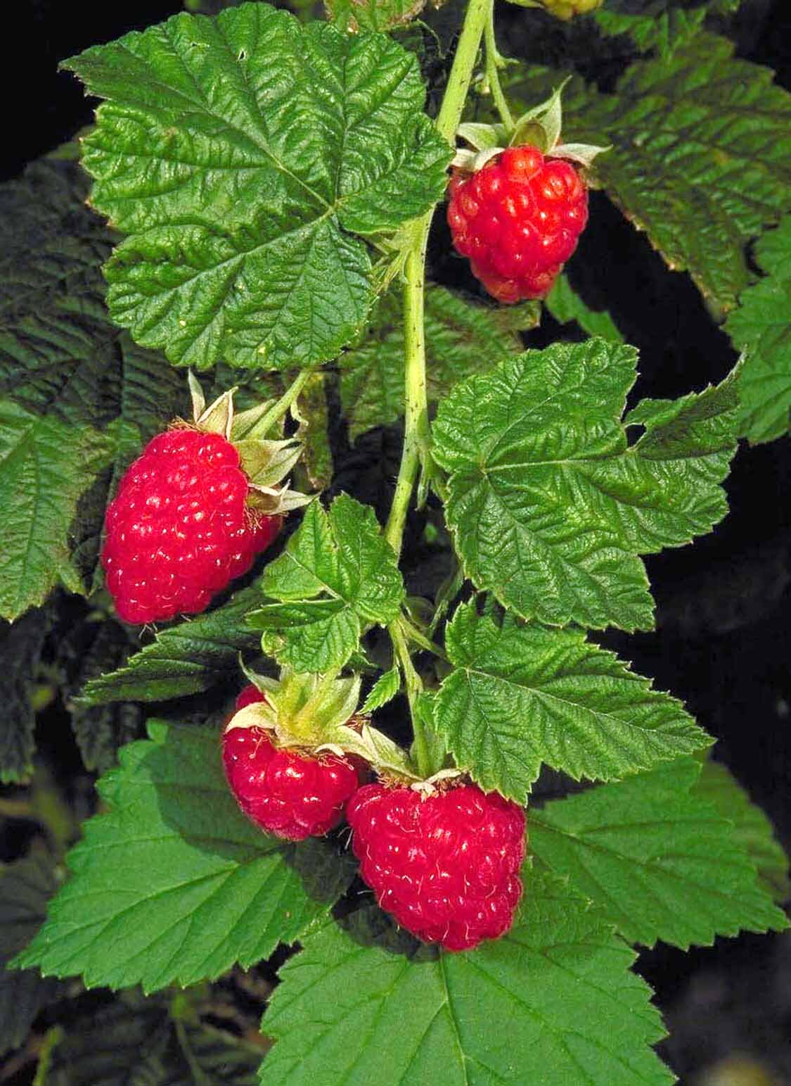 Canby Red Raspberry, Rubus idaeus 'Canby Red', Monrovia Plant