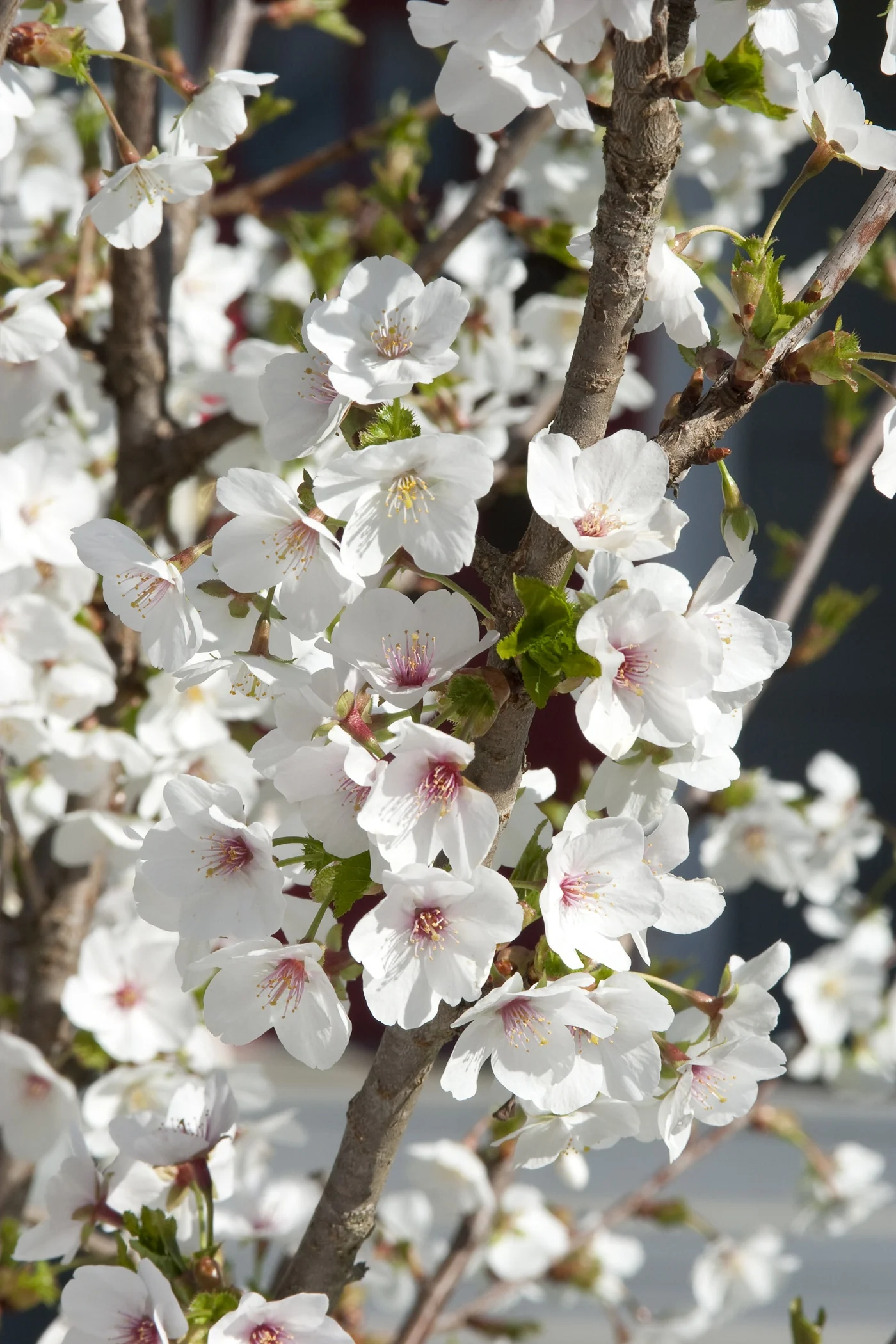 Close-up of Mount Fuji Japanese Flowering Cherry (Prunus serrulata 'Mount Fuji') branch showing abundant white double flowers with pale pink centers and golden stamens, demonstrating the profuse spring blooms characteristic of this ornamental variety.