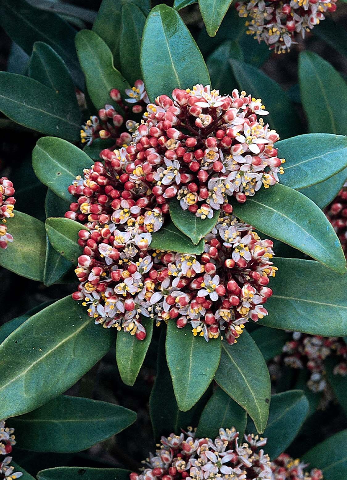 Monrovia Japanese Skimmia