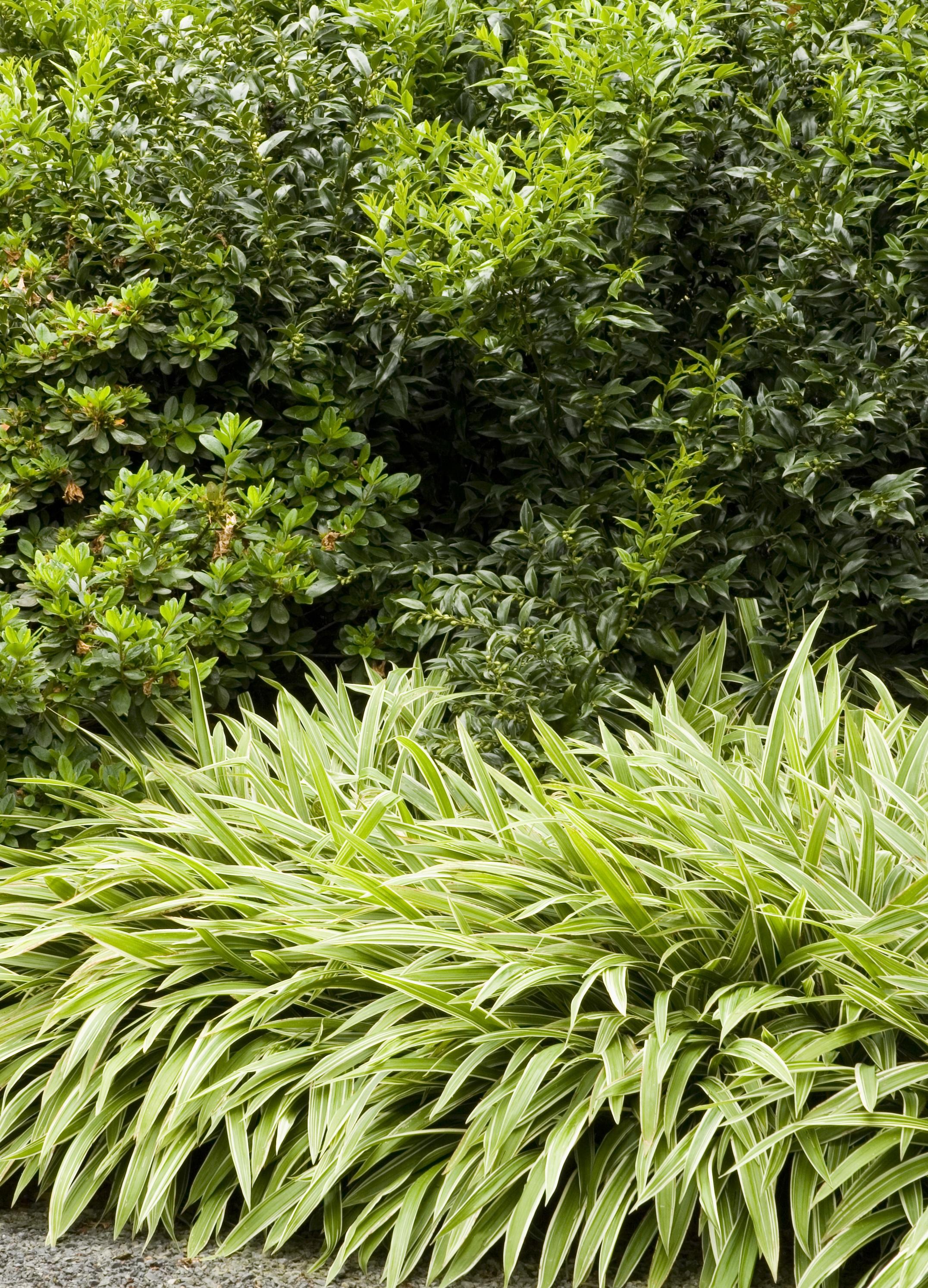 Fragrant Sweet Box, Sarcococca ruscifolia, Monrovia Plant