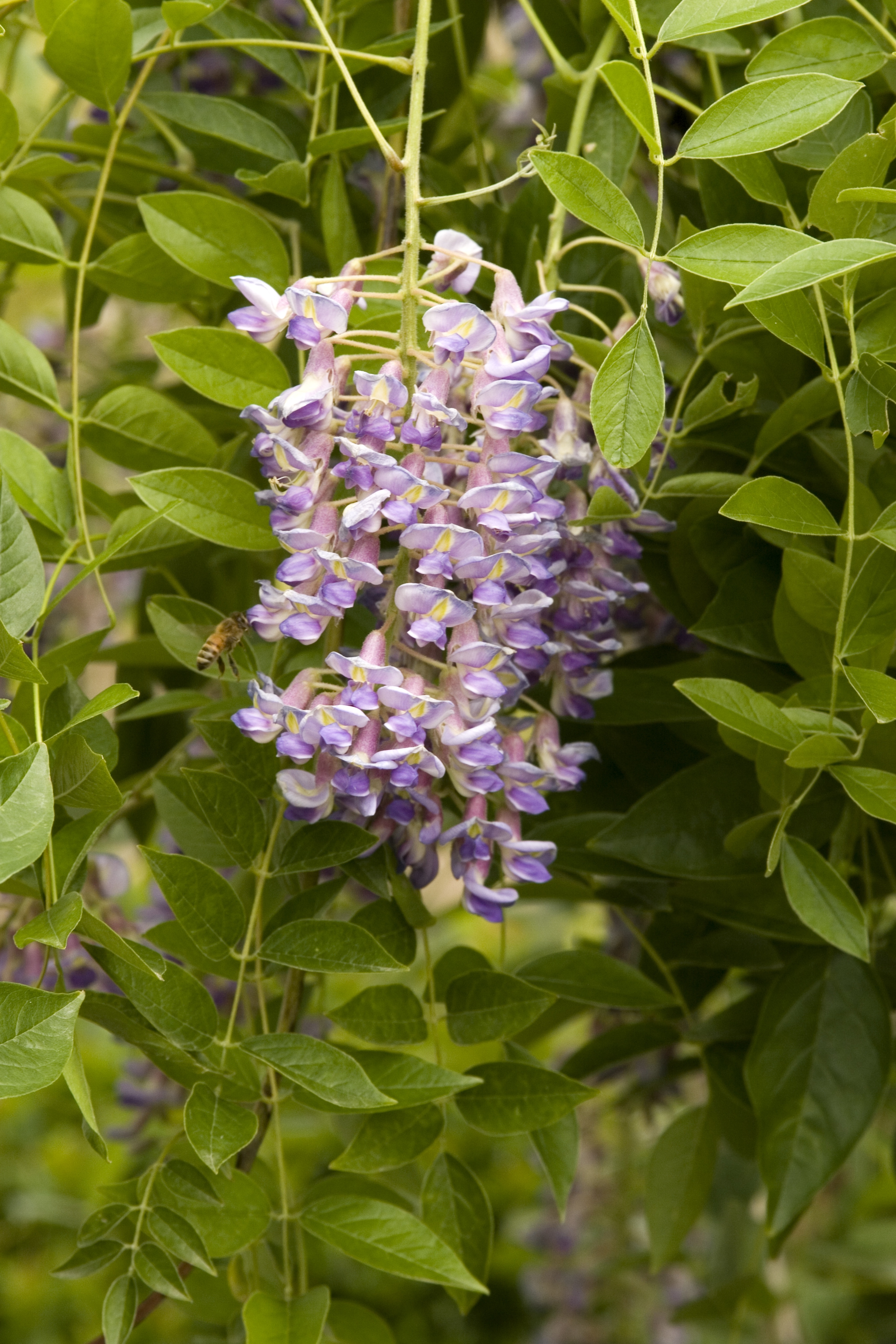 Blue Moon Kentucky Wisteria, Wisteria macrostachya 'Blue Moon'