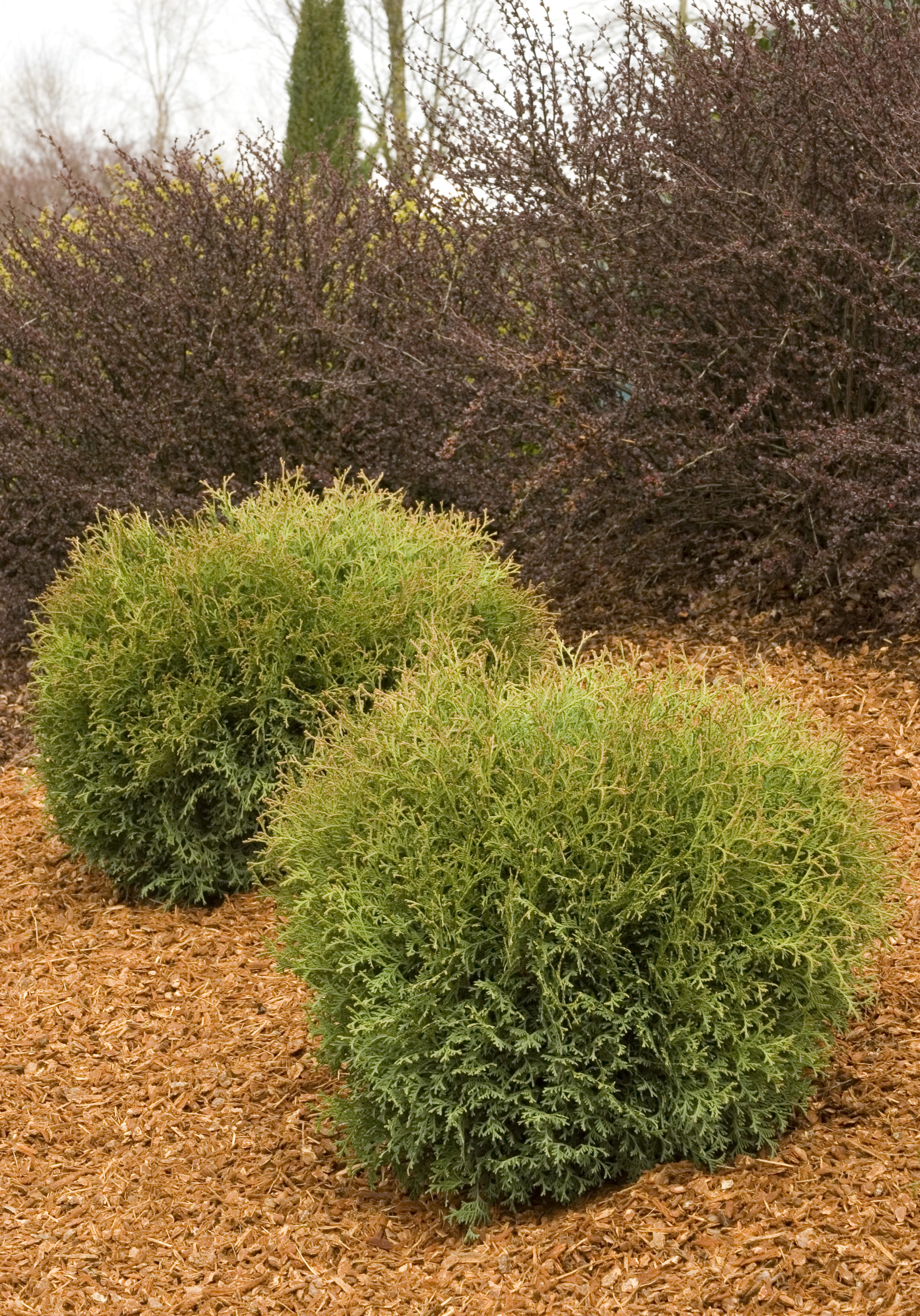 Hetz Mini Arborvitae, Thuja occidentalis 'Hetz Mid.', Monrovia Plant