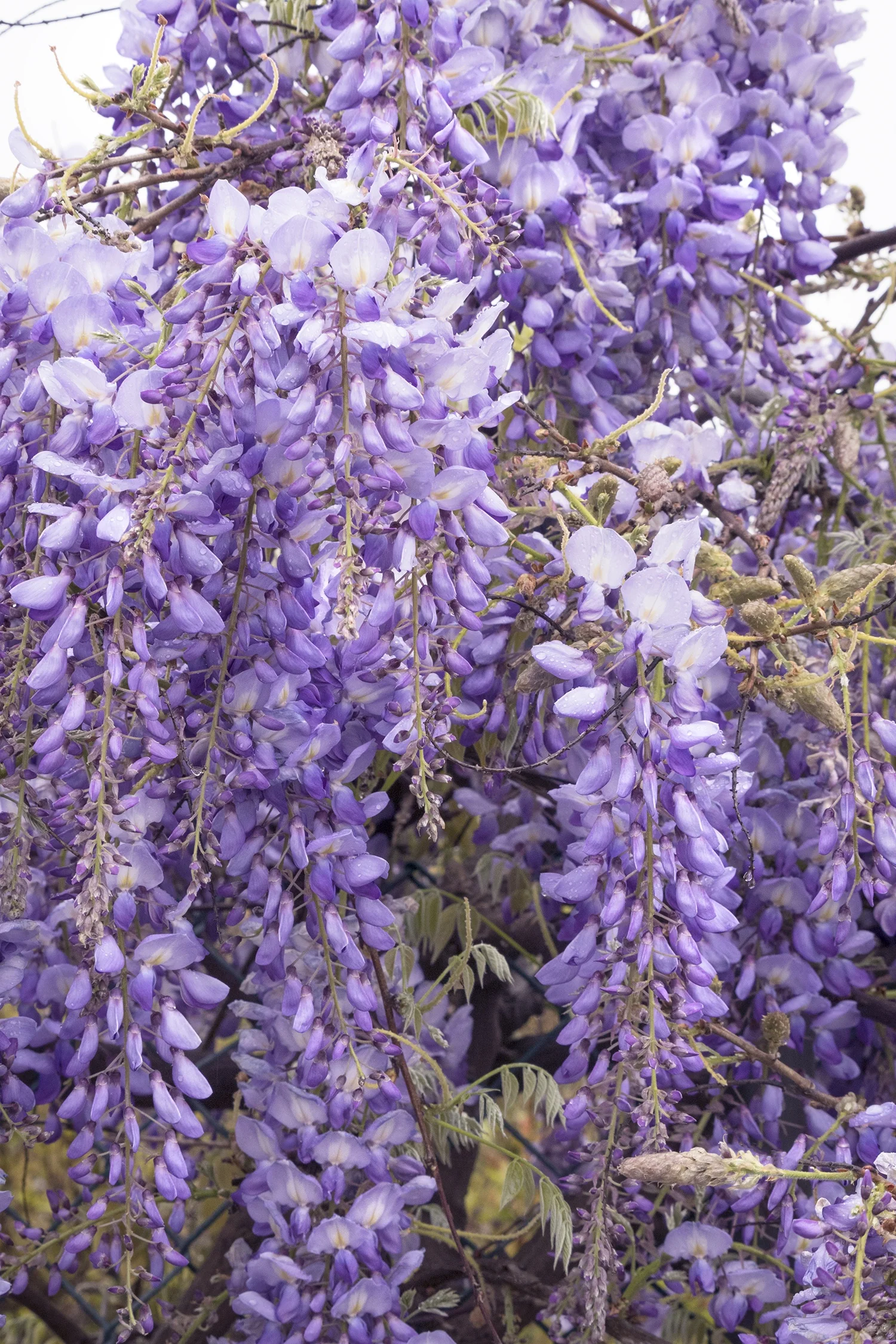 Chinese Wisteria (Wisteria sinensis) in full bloom, displaying cascading clusters of lavender-purple pea-shaped flowers hanging from woody green stems, photographed at close range to show abundant flowering and mature blooming habit.