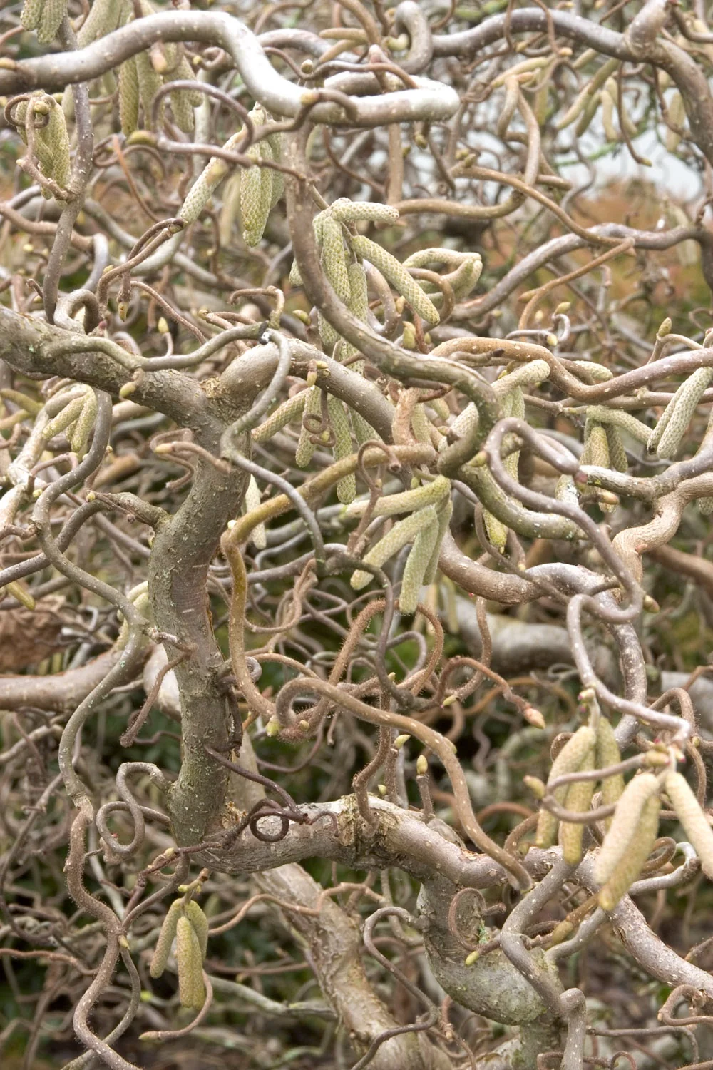 Close-up of contorted branches and emerging catkins on Harry Lauder's Walking Stick (Corylus avellana 'Contorta'), showing the characteristic twisted stem structure and pale green male flowers in early winter.