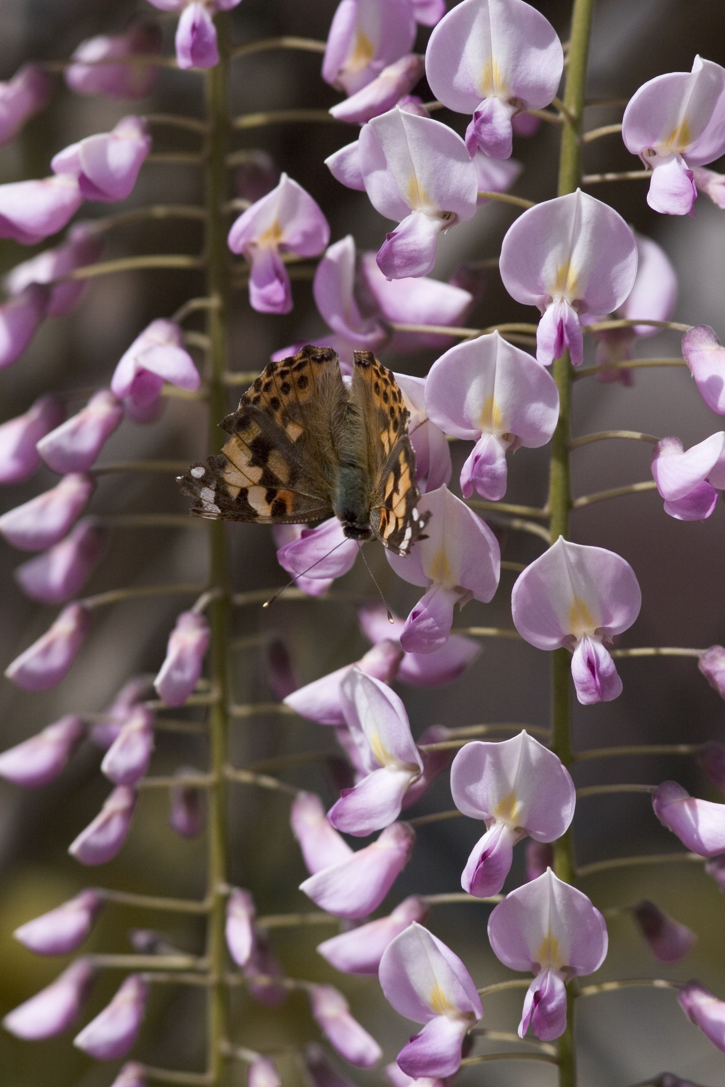 Pink Japanese Wisteria, Wisteria floribunda 'Rosea', Monrovia Plant