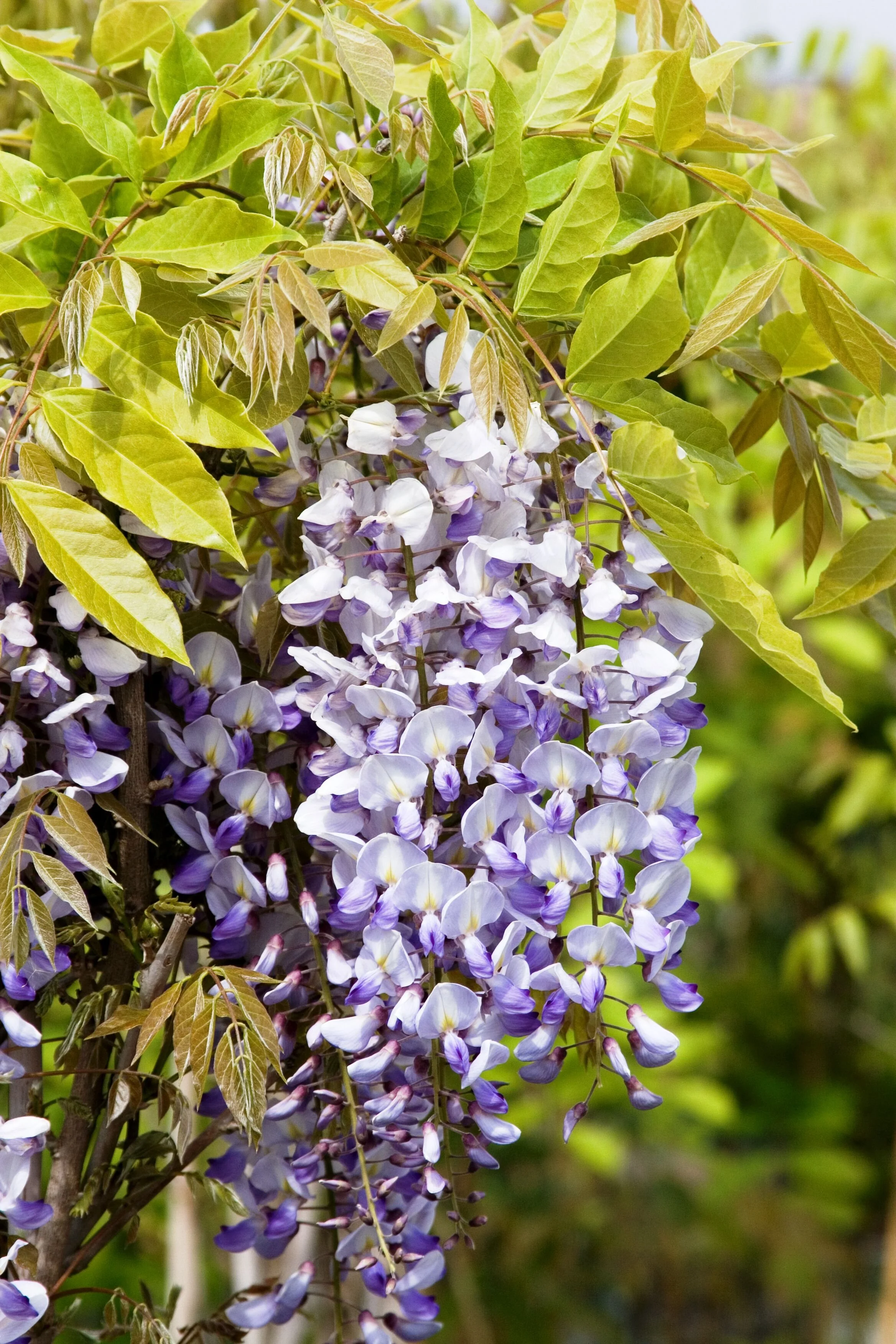 Chinese Wisteria, Wisteria sinensis, Monrovia Plant