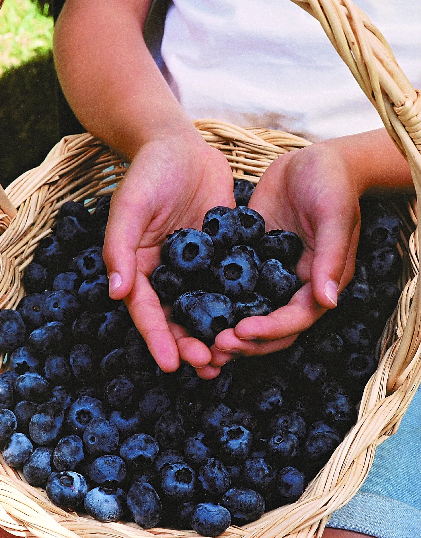 Fall Creek Farm and Nursery